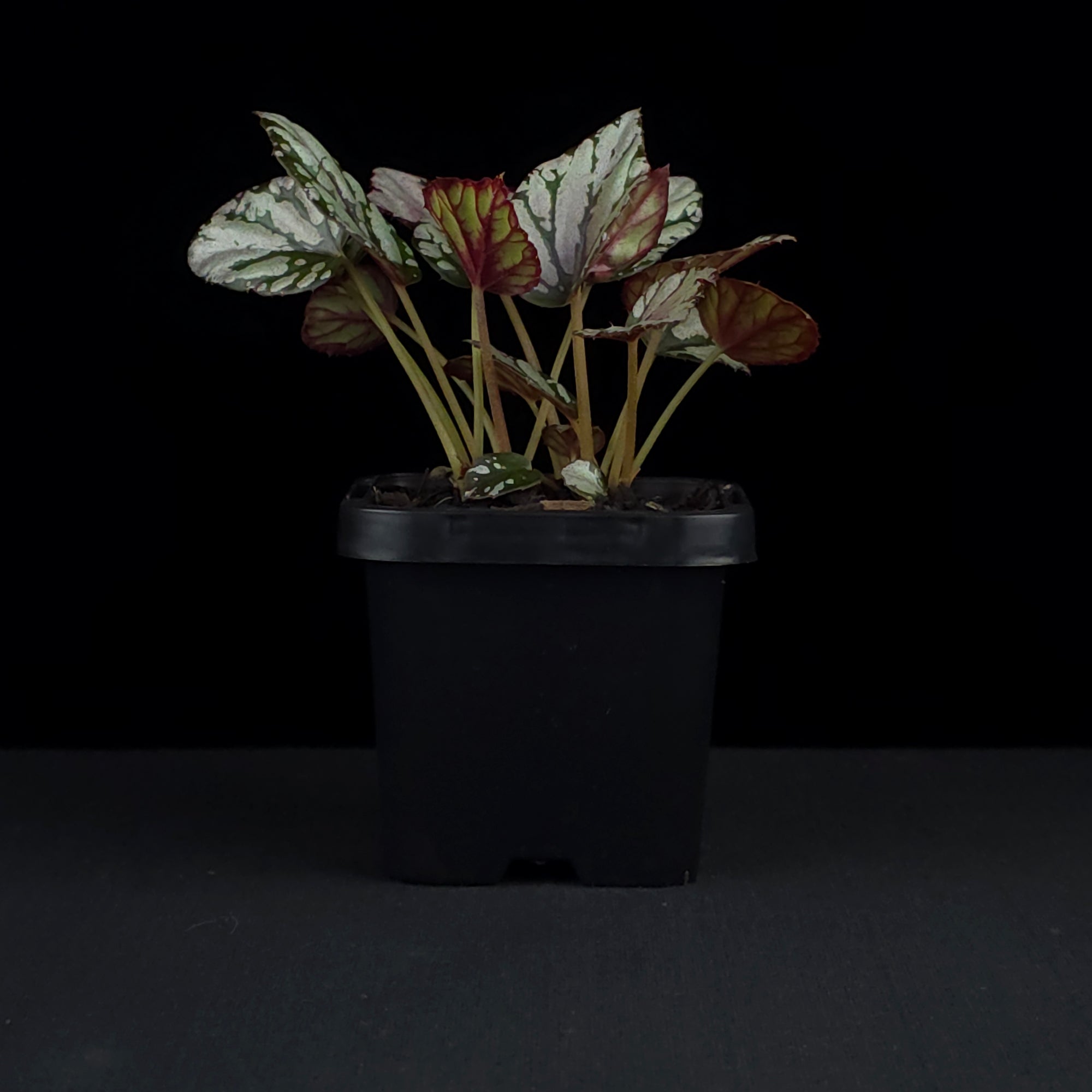 Begonia 'Hugh McLaughlin' (WA Prohibited)