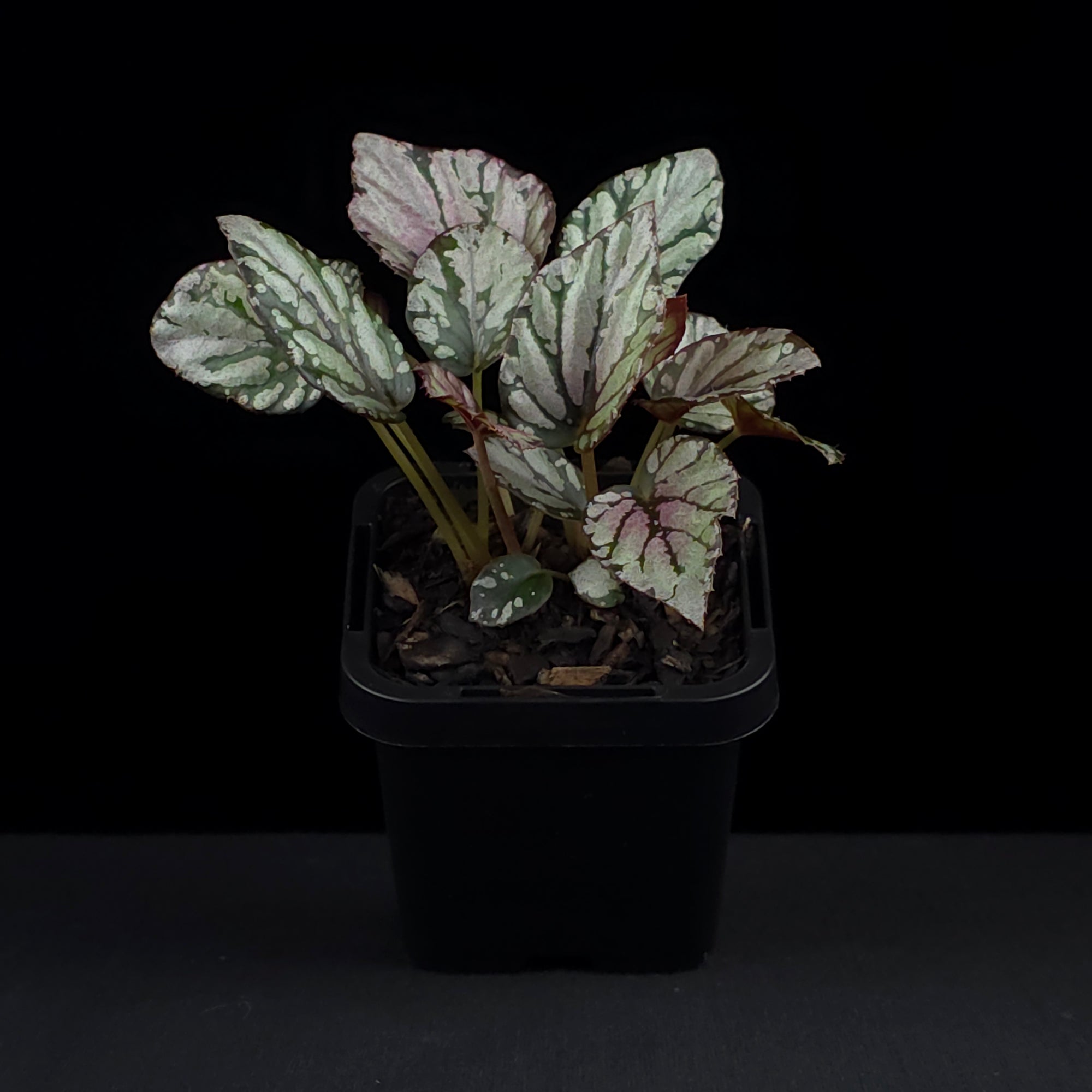 Begonia 'Hugh McLaughlin' (WA Prohibited)