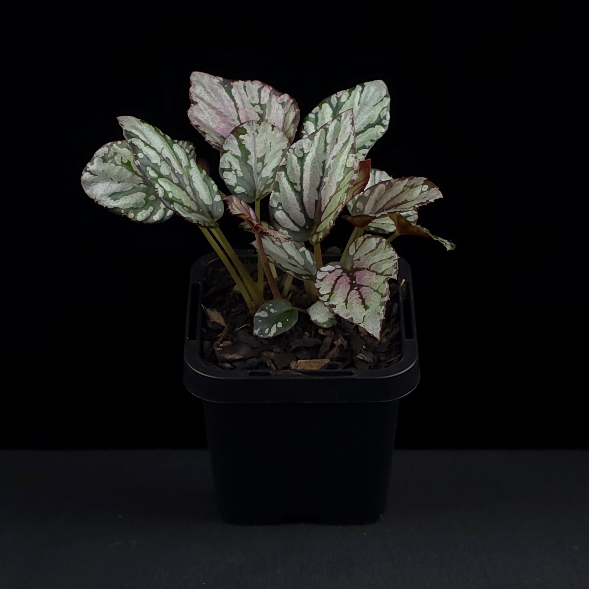 Begonia 'Hugh McLaughlin' (WA Prohibited)
