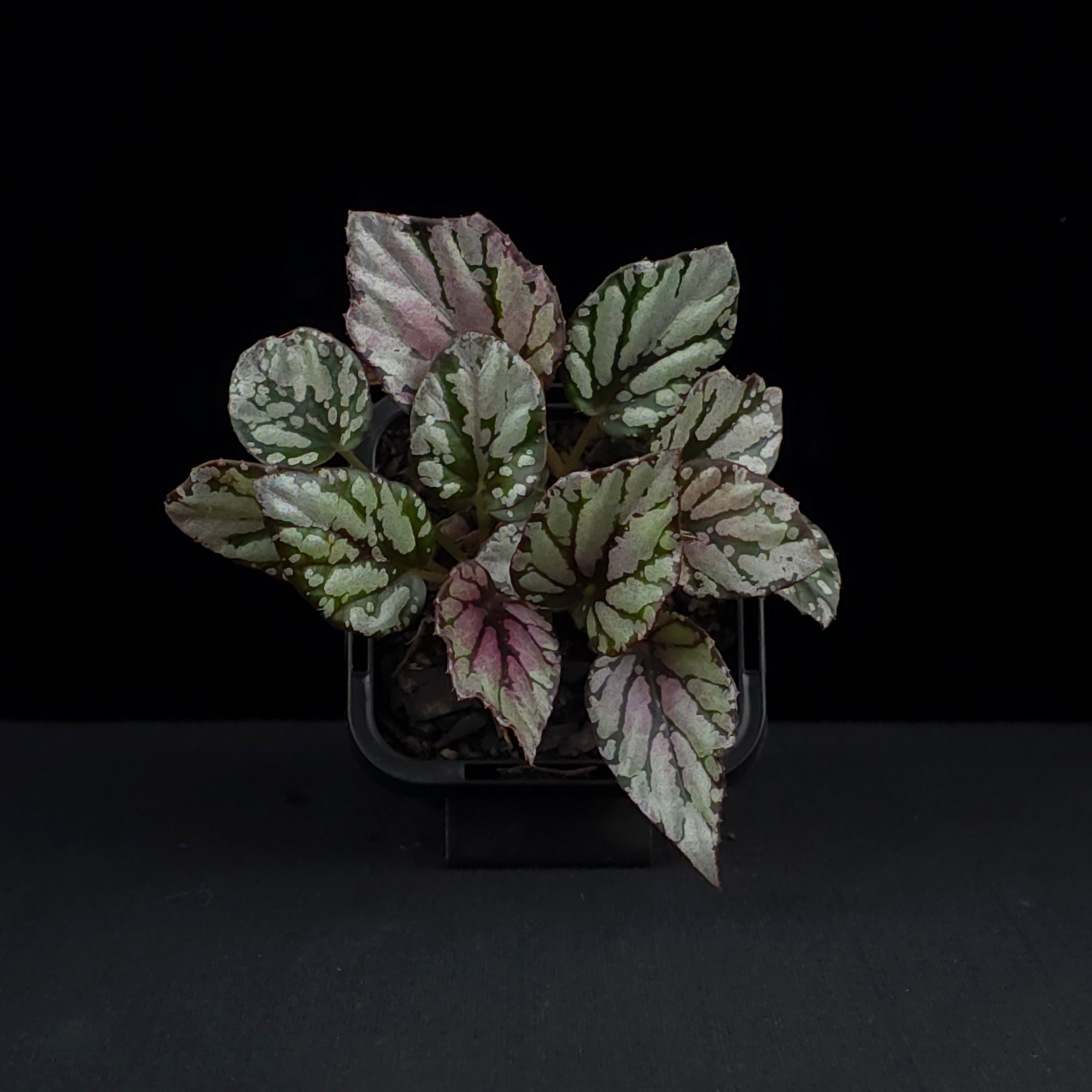Begonia 'Hugh McLaughlin' (WA Prohibited)