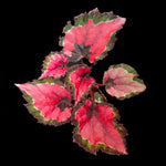 Rex Begonia Inca Night with red and green variegated leaves