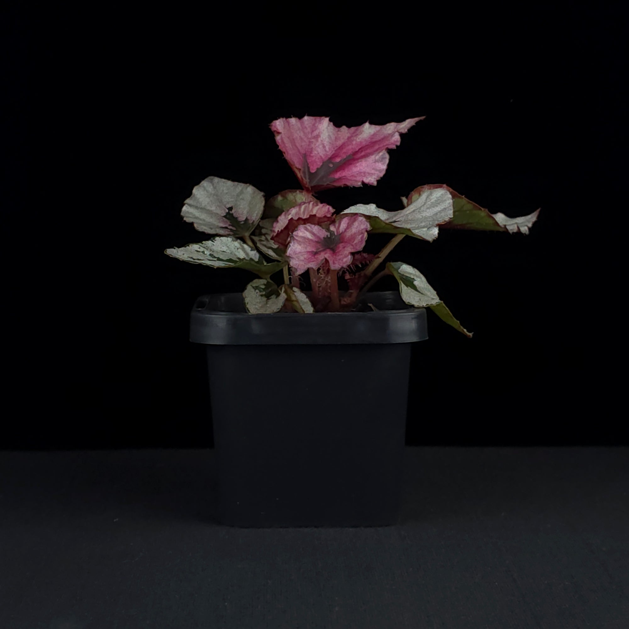 Begonia 'Indian Summer' (WA prohibited)