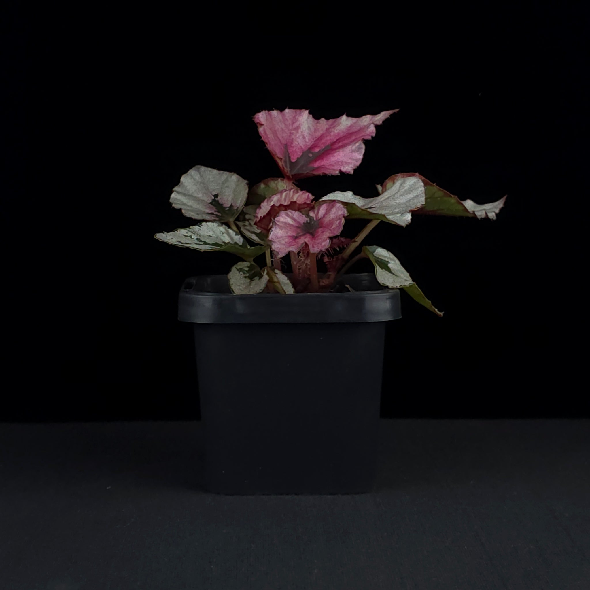 Begonia 'Indian Summer' (WA prohibited)