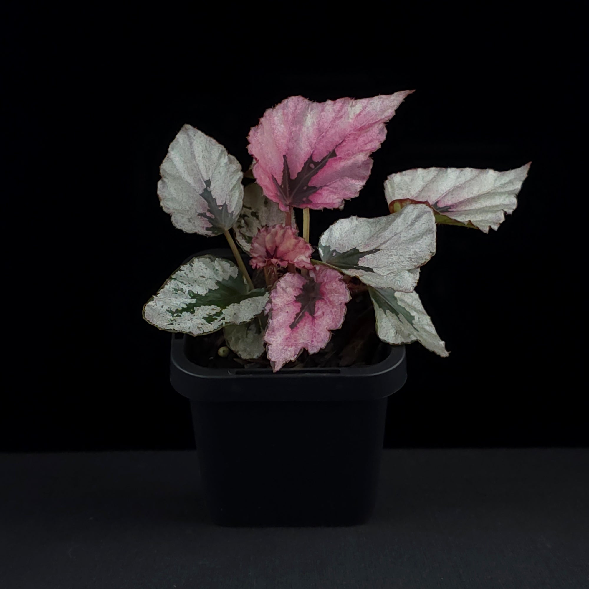 Begonia 'Indian Summer' (WA prohibited)
