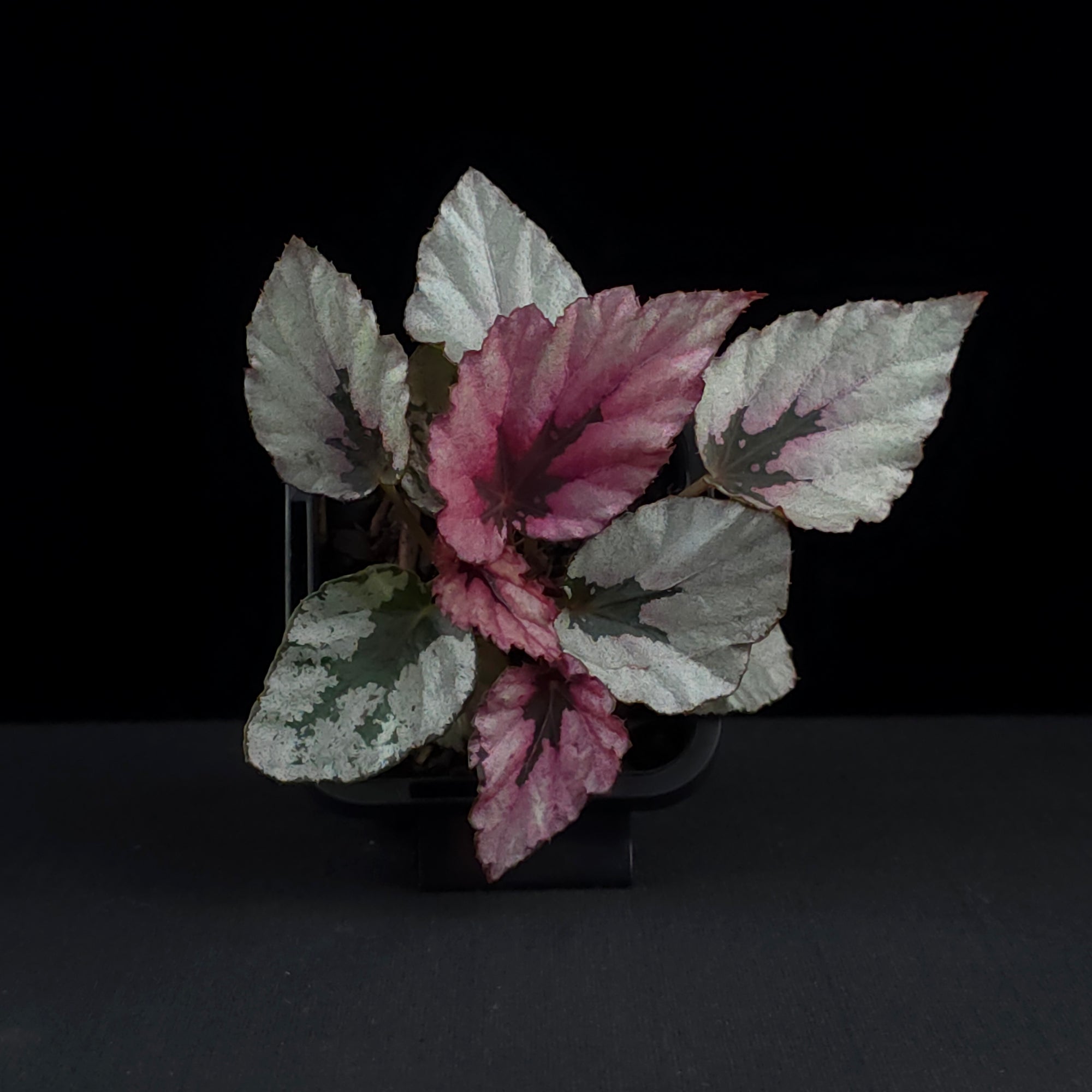 Begonia 'Indian Summer' (WA prohibited)