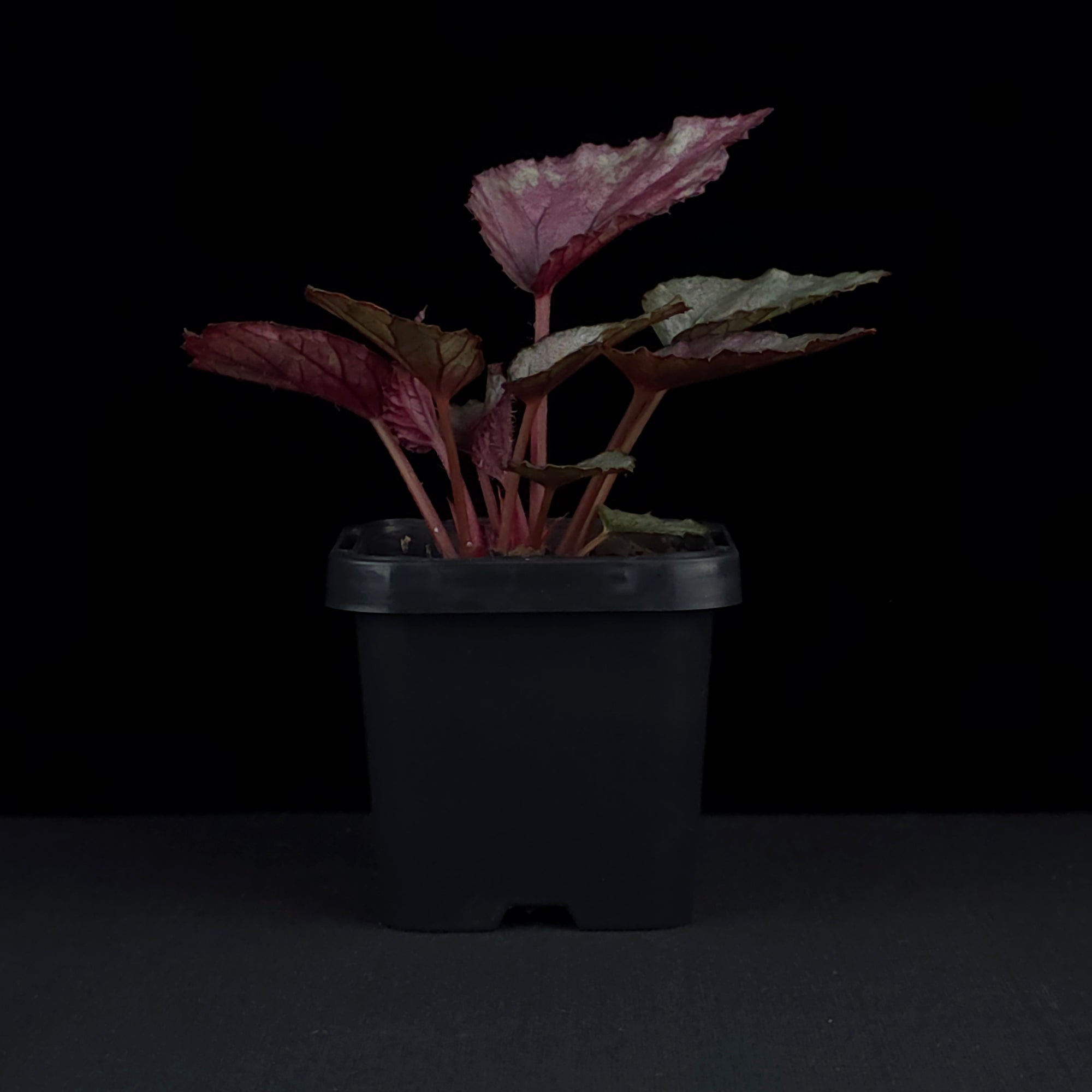 Begonia 'Maori Haze' (WA Prohibited)
