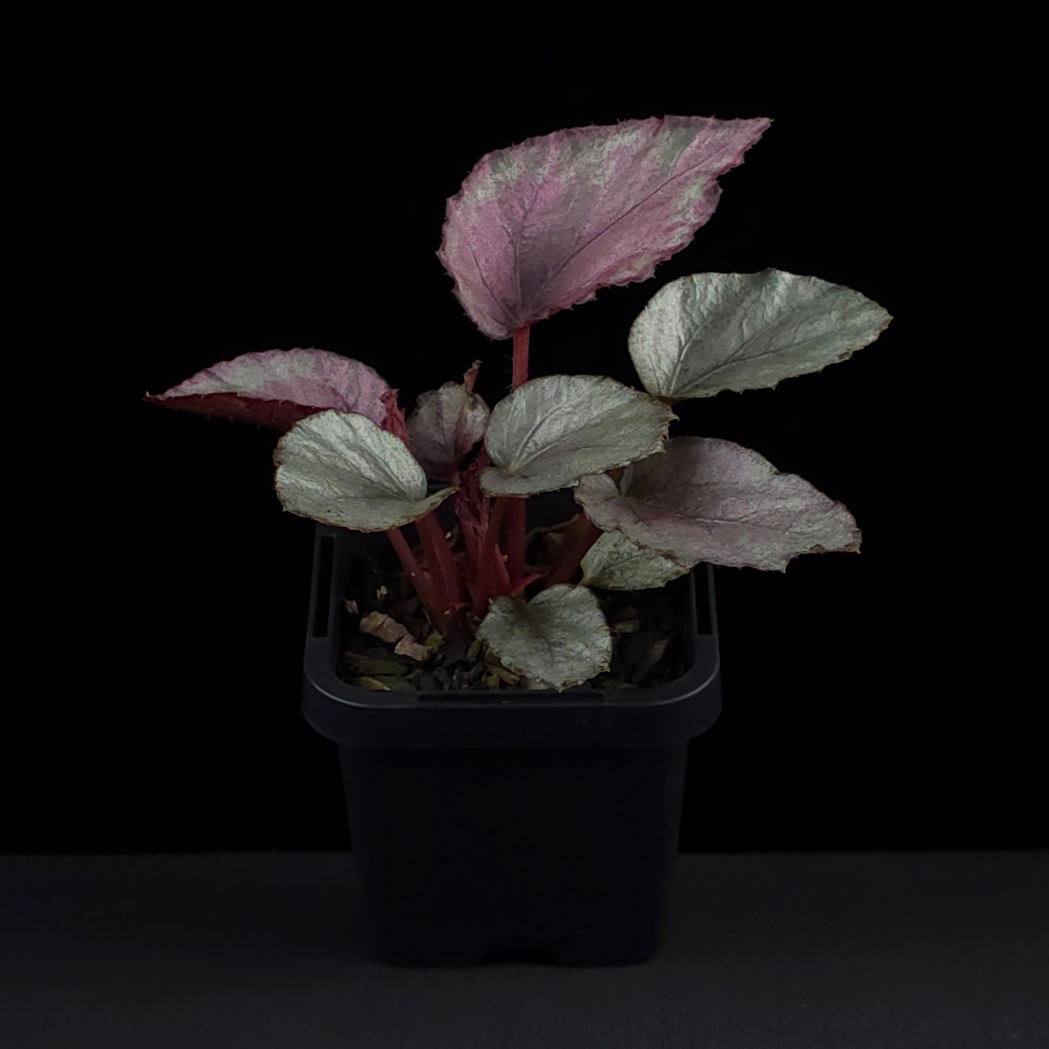 Begonia 'Maori Haze' (WA Prohibited)