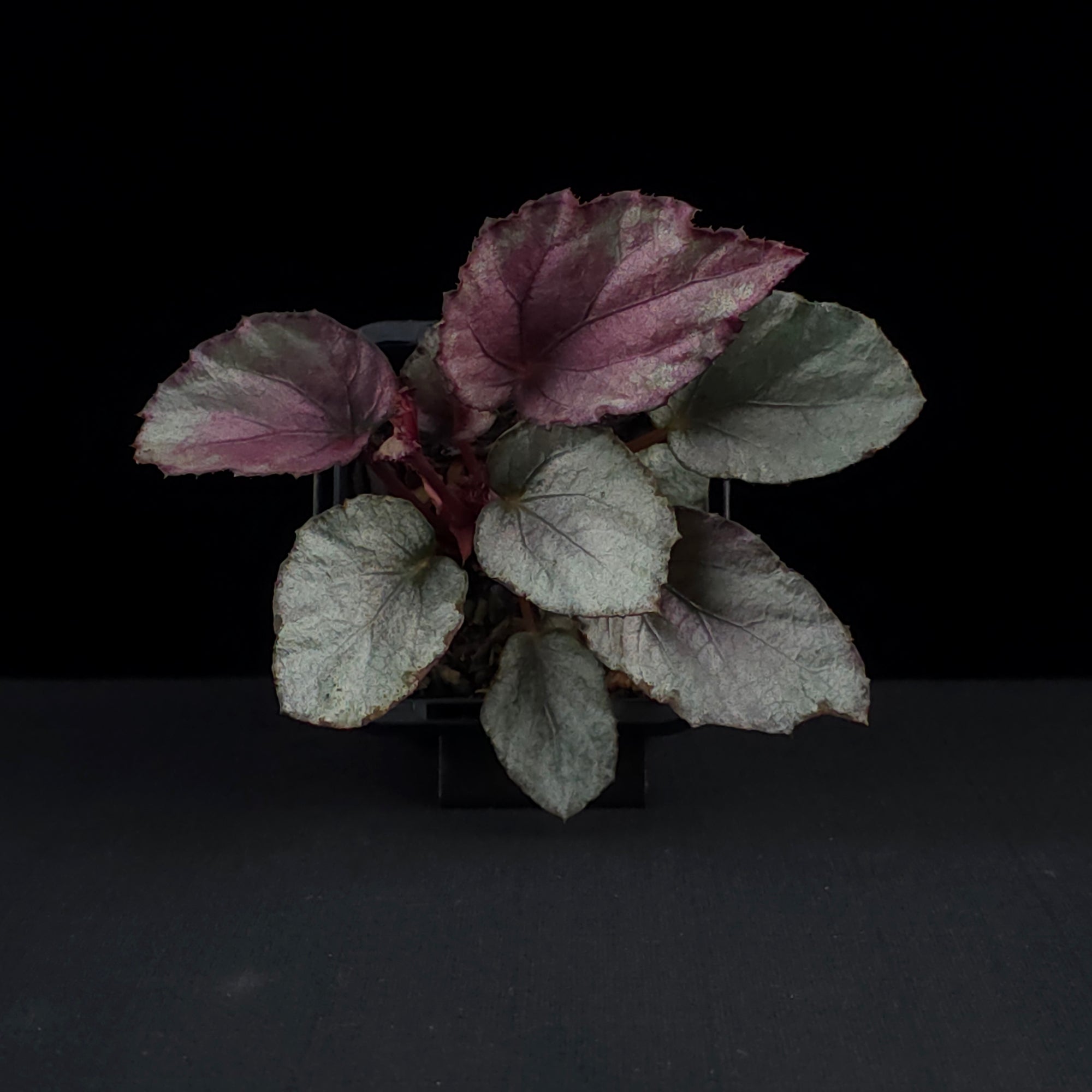 Begonia 'Maori Haze' (WA Prohibited)