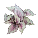 Begonia 'Maori Haze' (WA Prohibited)