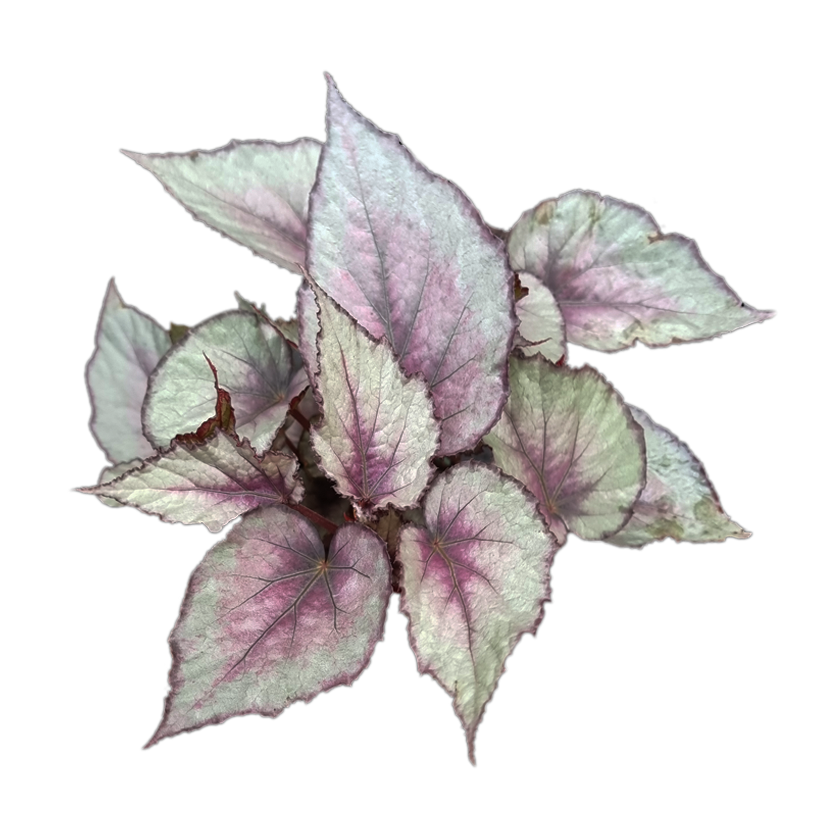 Begonia 'Maori Haze' (WA Prohibited)