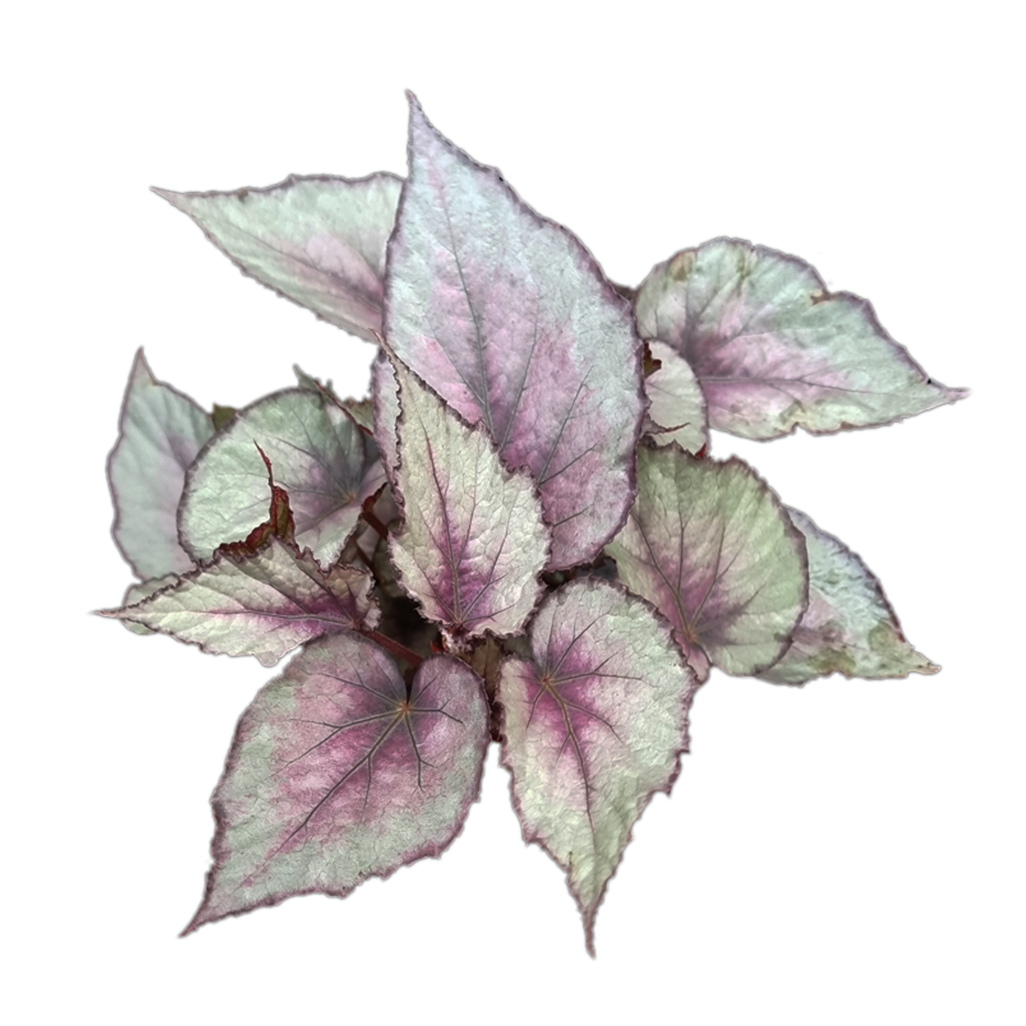 Begonia 'Maori Haze' (WA Prohibited)
