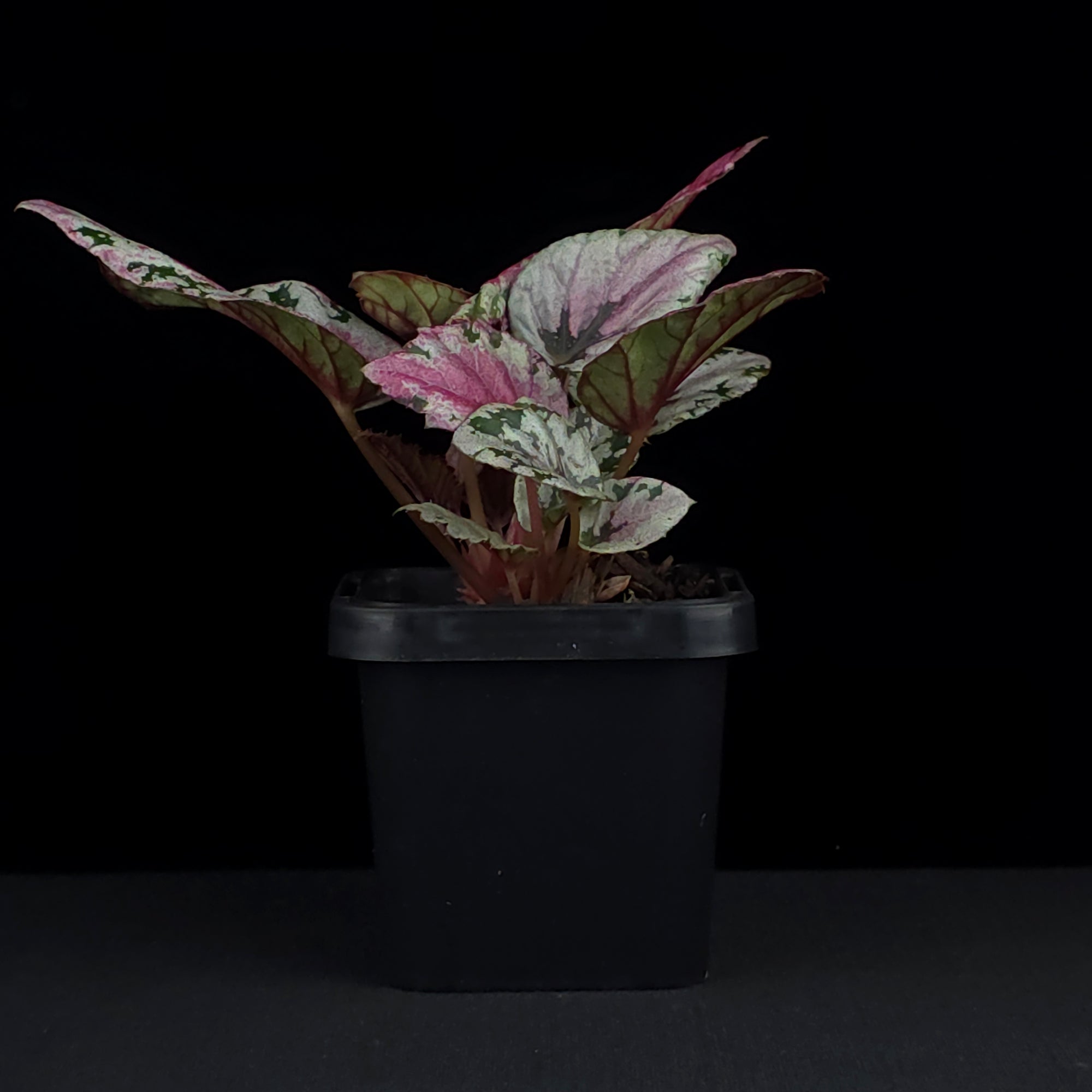 Begonia 'Maui Sunset' (WA Prohibited)