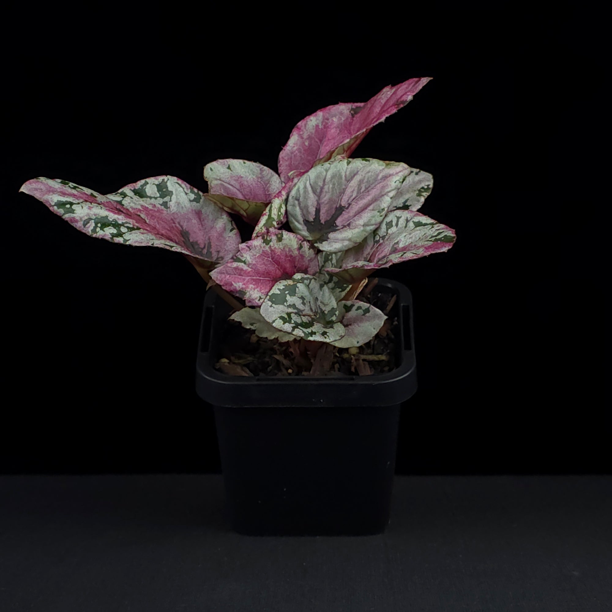 Begonia 'Maui Sunset' (WA Prohibited)