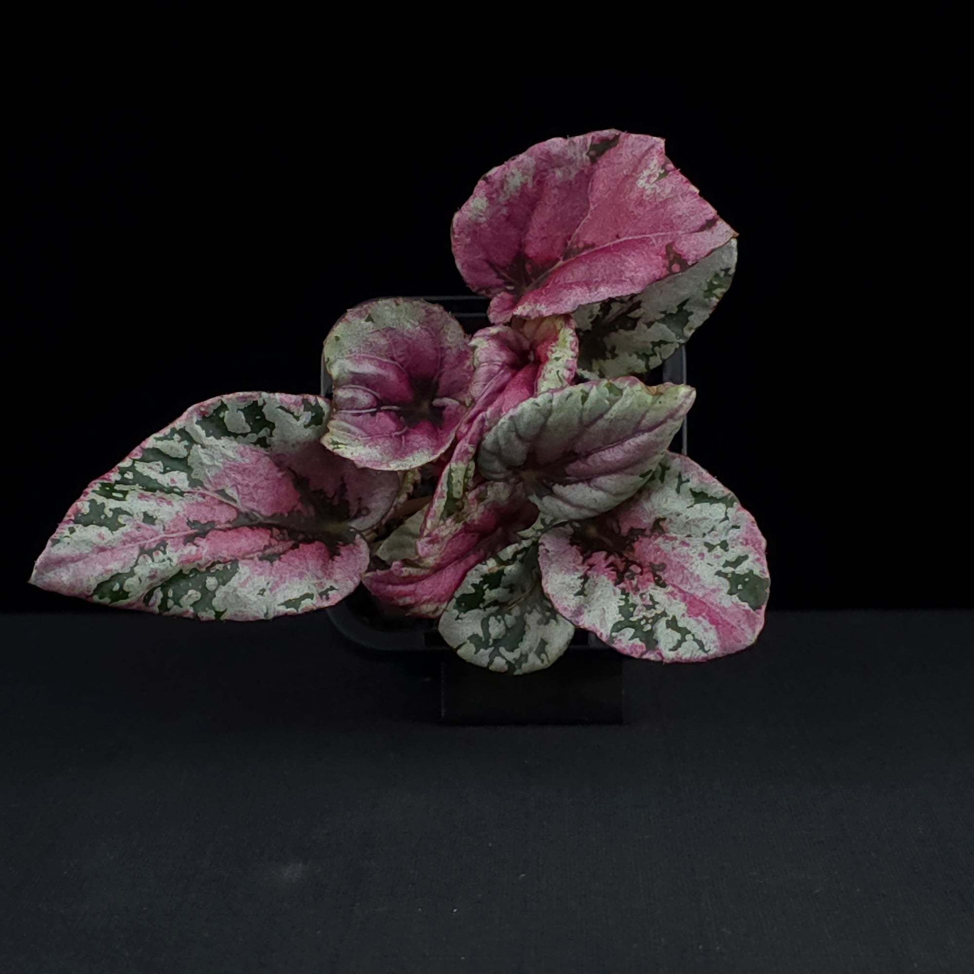 Begonia 'Maui Sunset' (WA Prohibited)