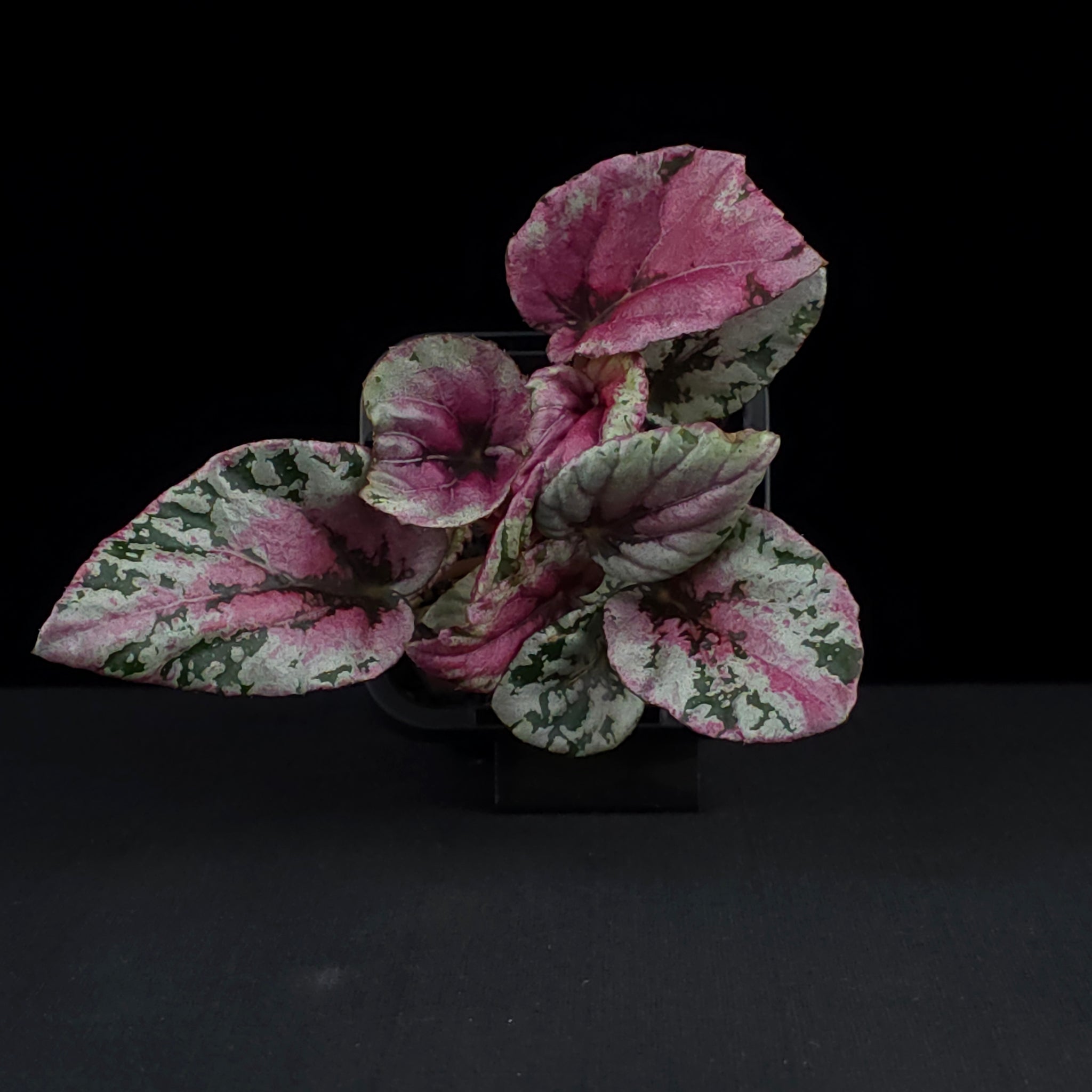 Begonia 'Maui Sunset' (WA Prohibited)