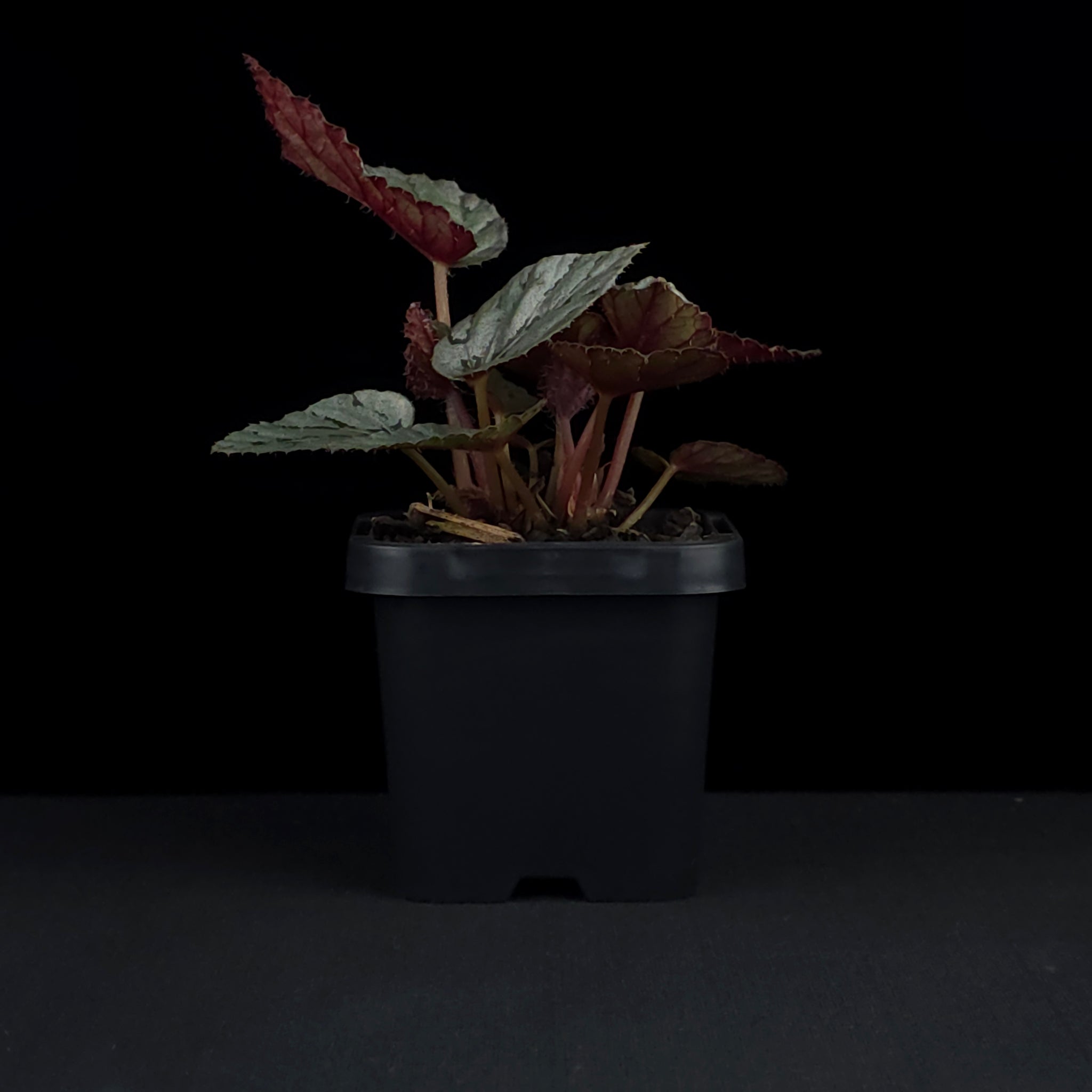 Begonia 'Mini Silver' (WA prohibited)