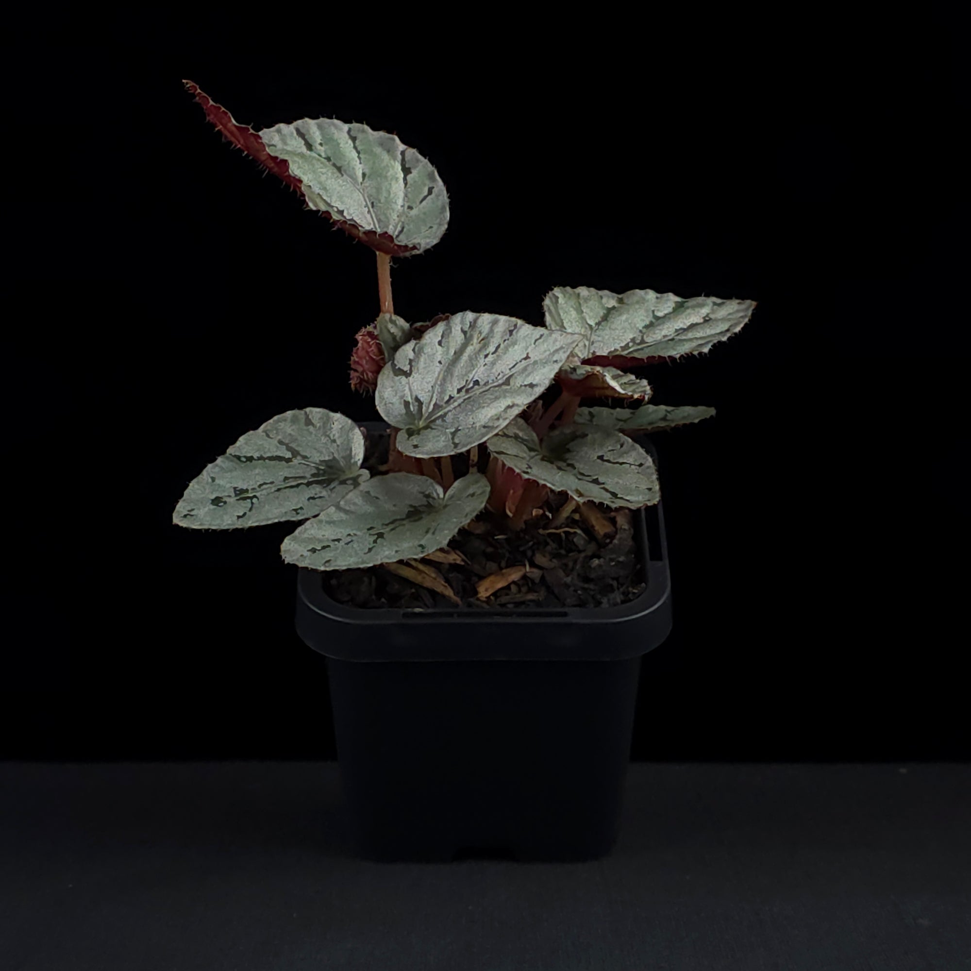 Begonia 'Mini Silver' (WA prohibited)