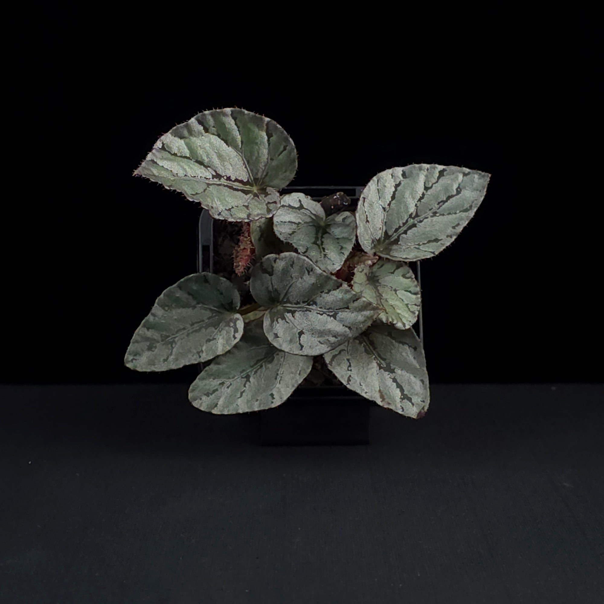 Begonia 'Mini Silver' (WA prohibited)