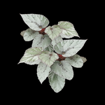 Begonia Rex 'Mini Silver' - The Compact Silver Begonia