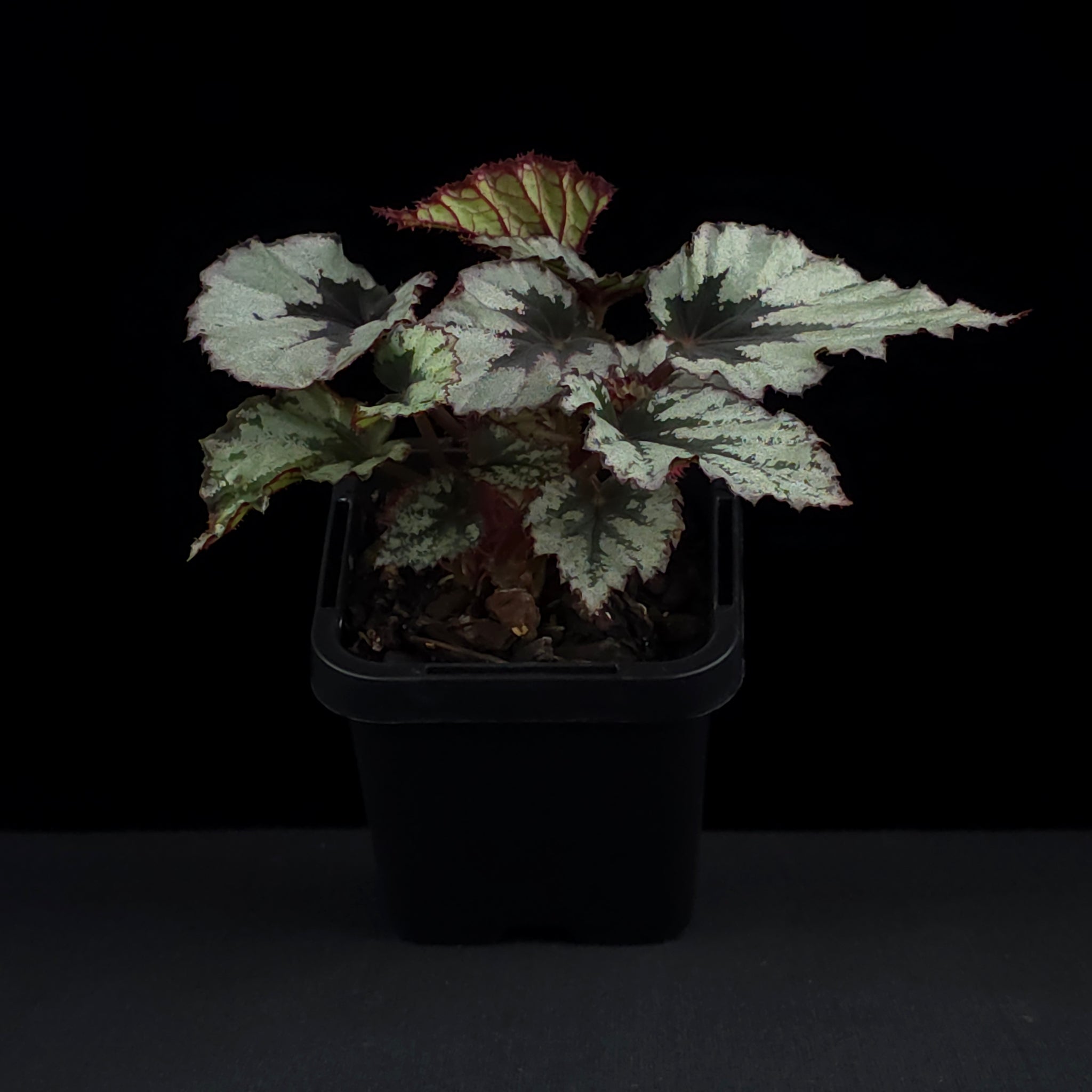 Begonia 'Nordic Glacier' (WA Prohibited)