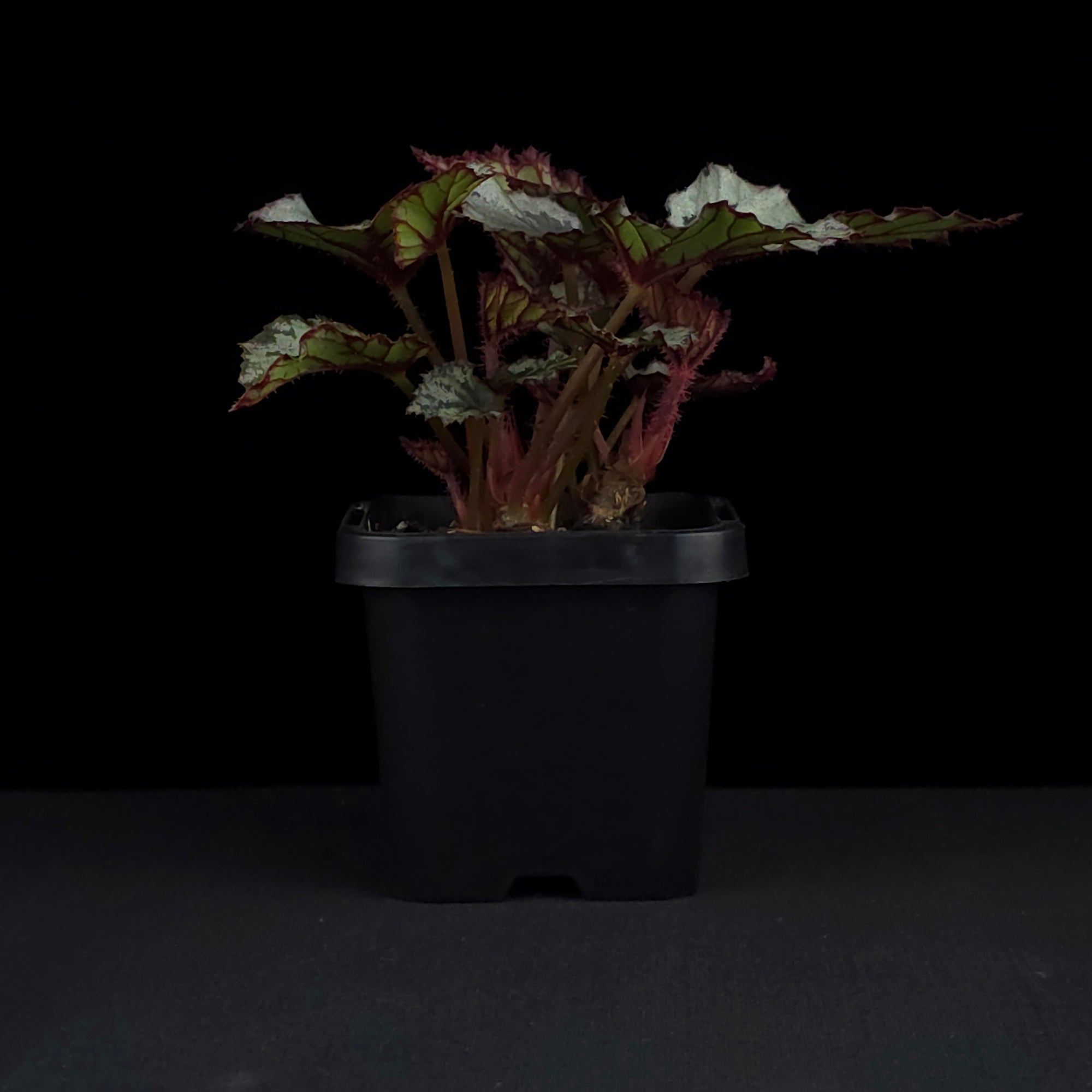 Begonia 'Nordic Glacier' (WA Prohibited)