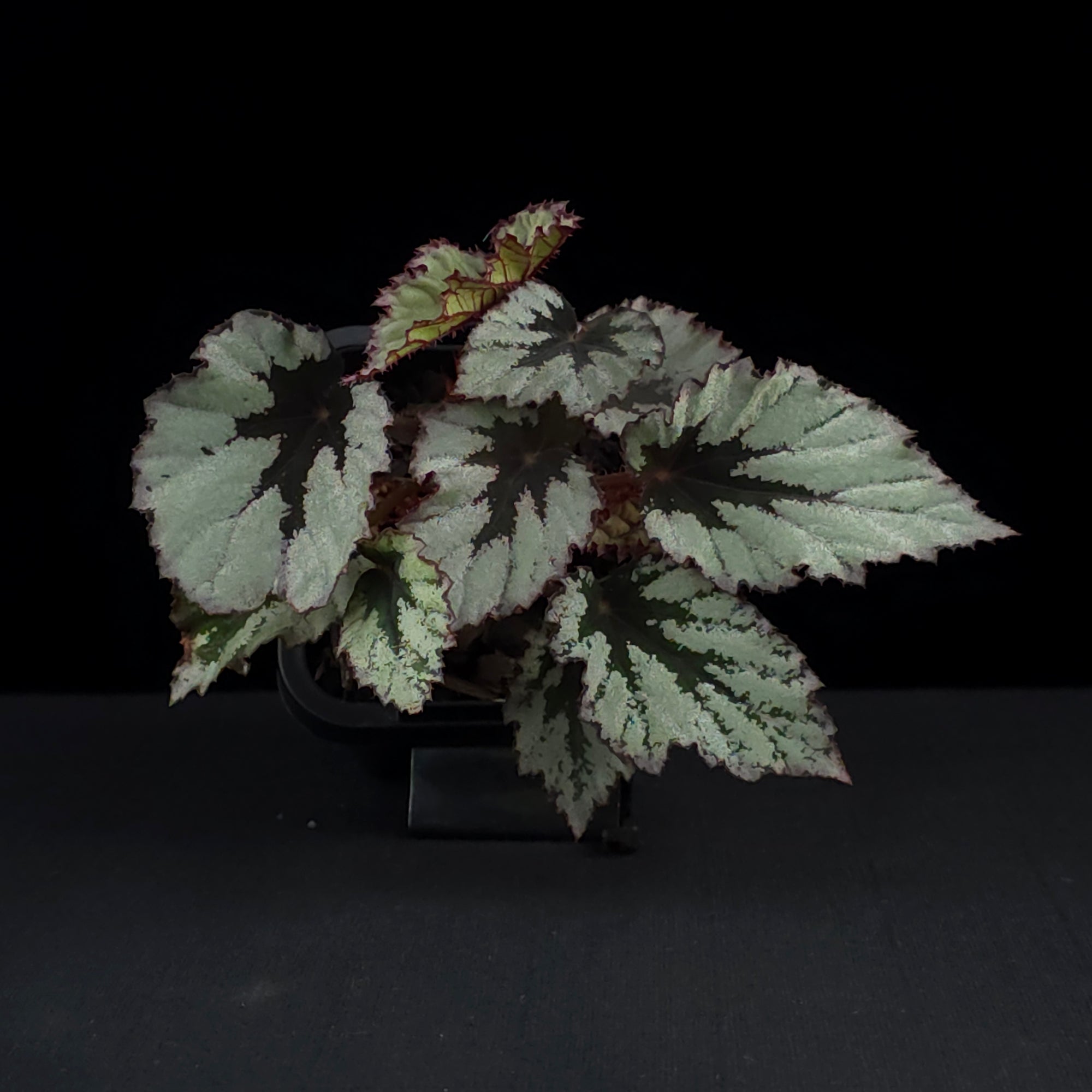 Begonia 'Nordic Glacier' (WA Prohibited)
