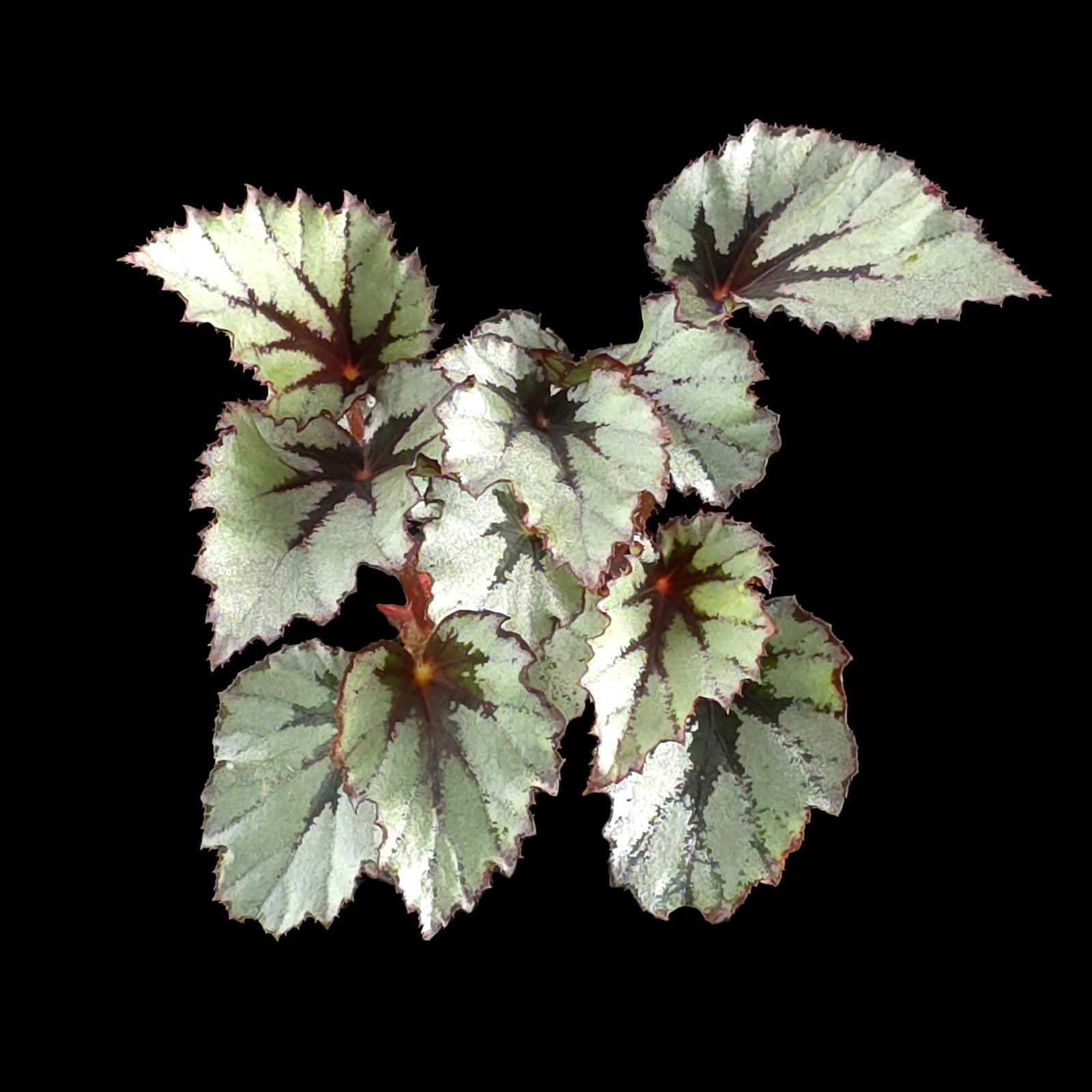 Begonia 'Nordic Glacier' (WA Prohibited)