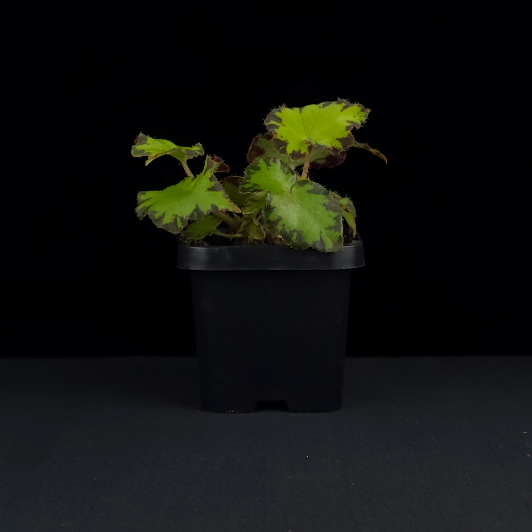 Begonia 'Party Dress' (WA Prohibited)