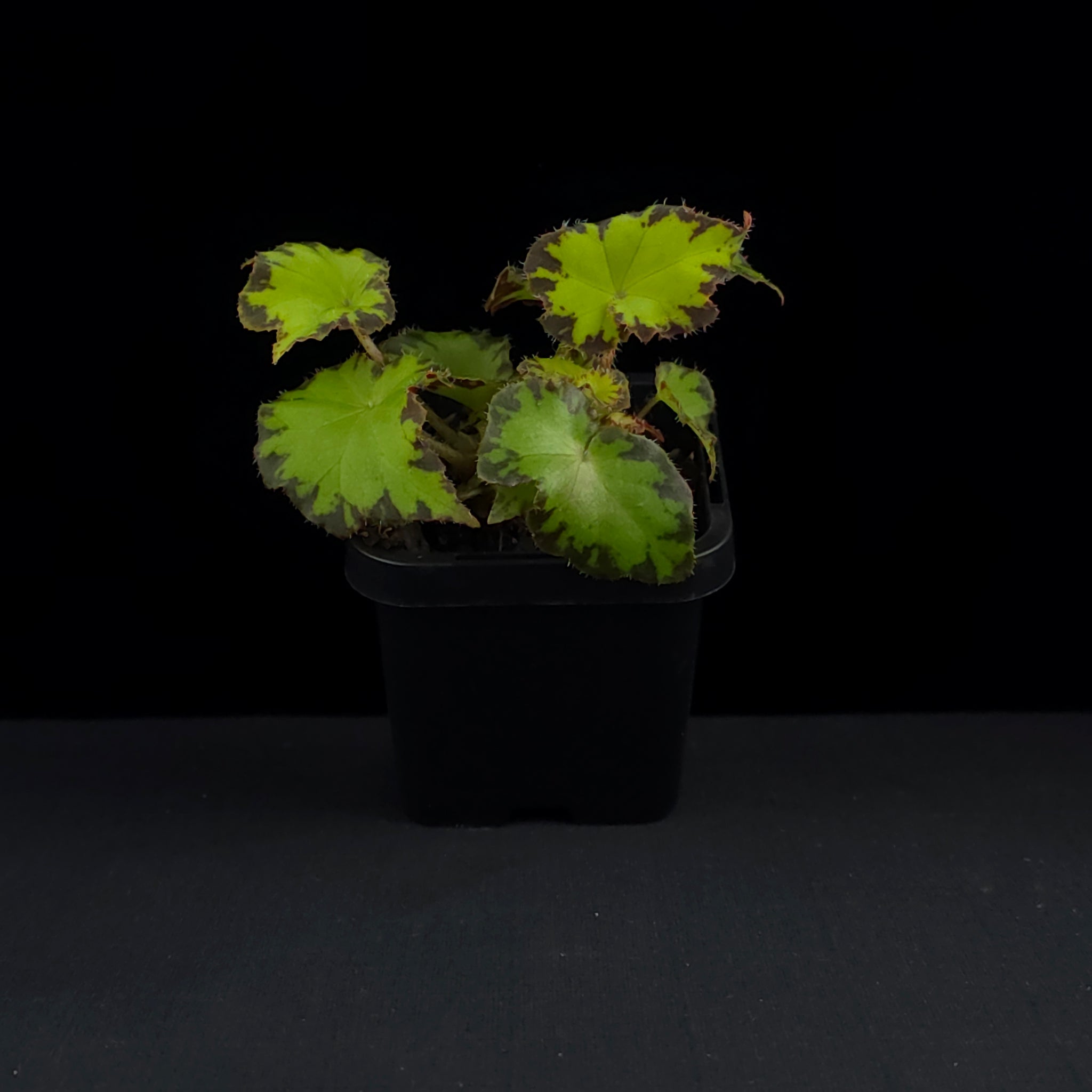 Begonia 'Party Dress' (WA Prohibited)