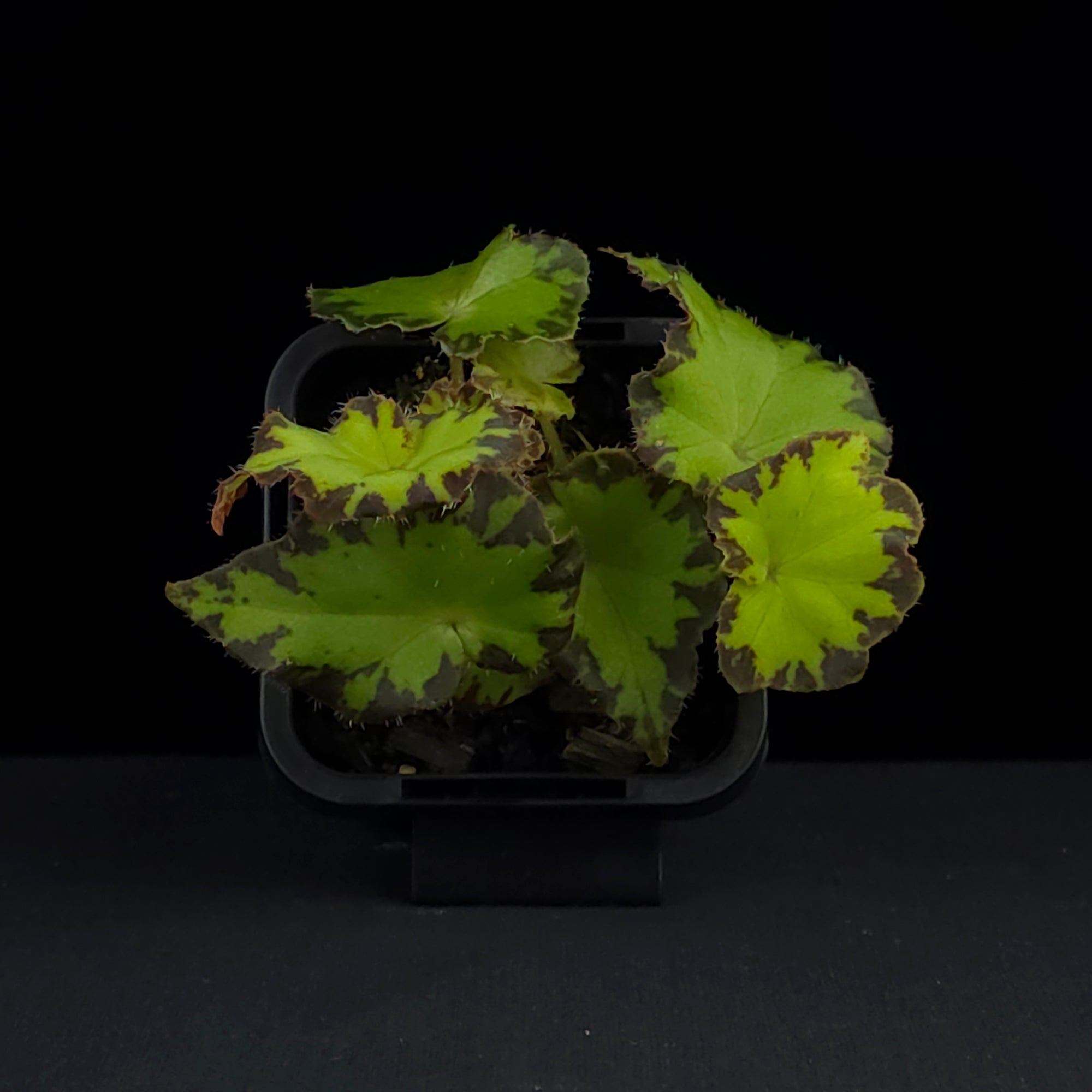 Begonia 'Party Dress' (WA Prohibited)