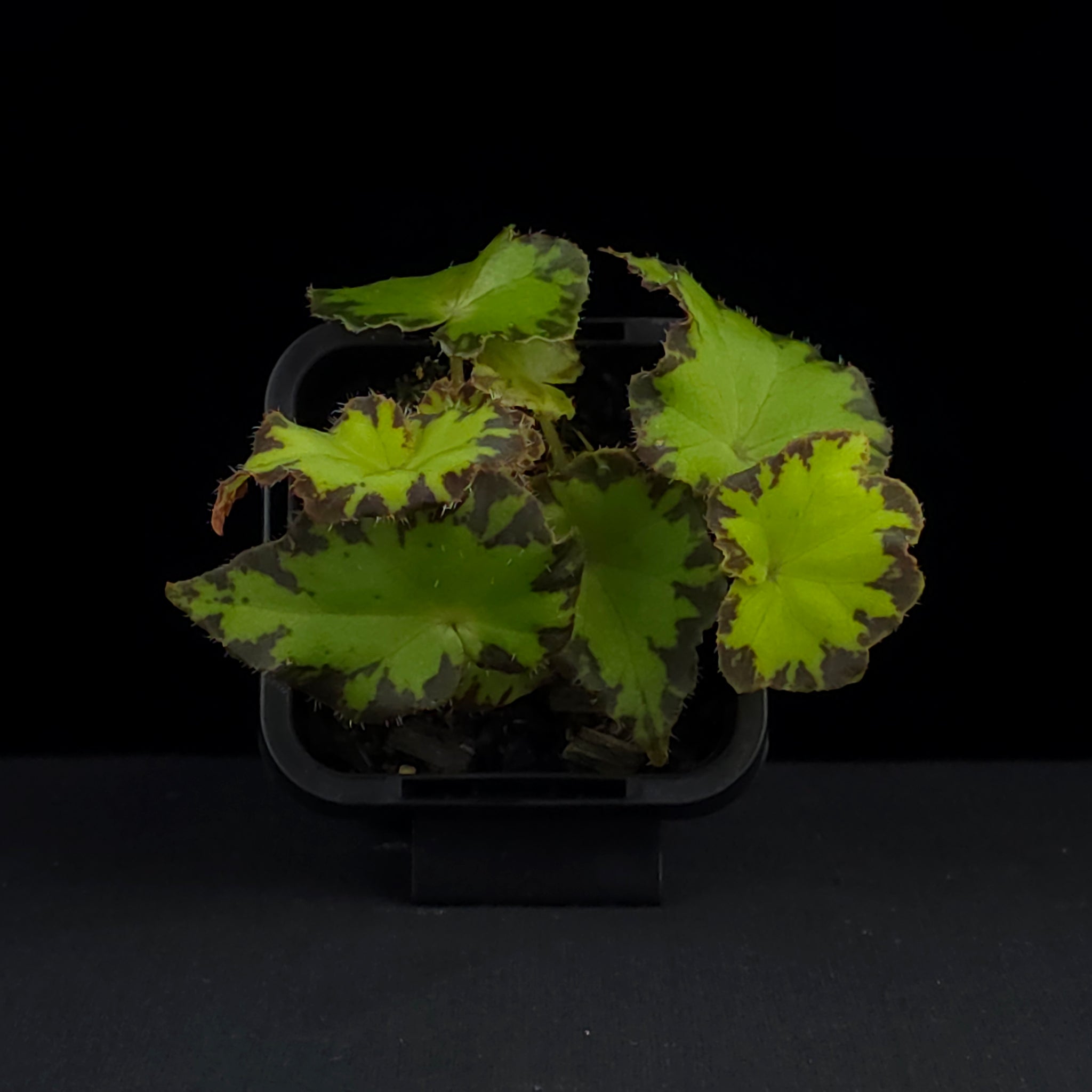 Begonia 'Party Dress' (WA Prohibited)