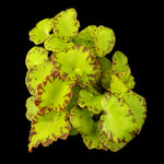 Begonia 'Party Dress' (WA Prohibited)