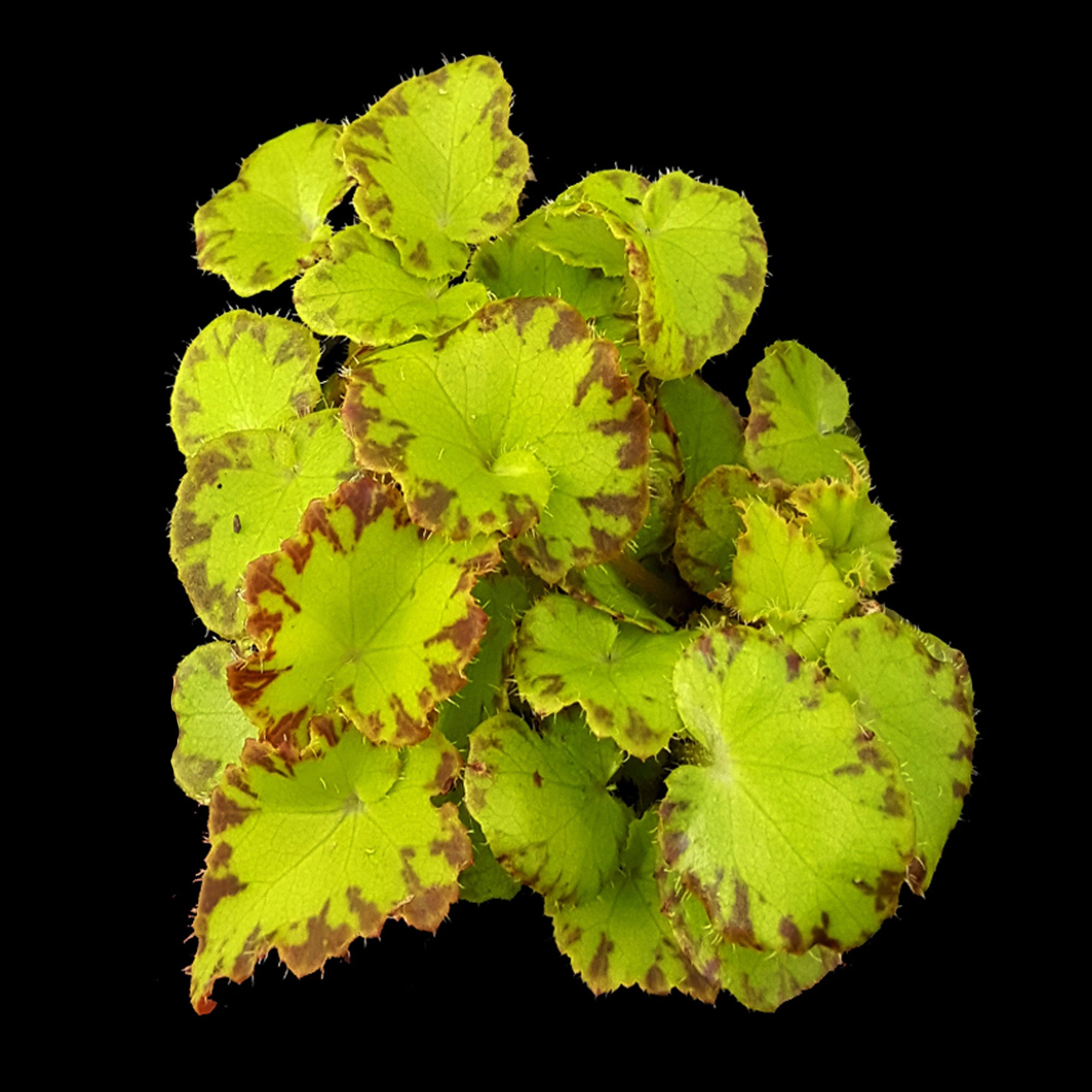 Begonia 'Party Dress' (WA Prohibited)