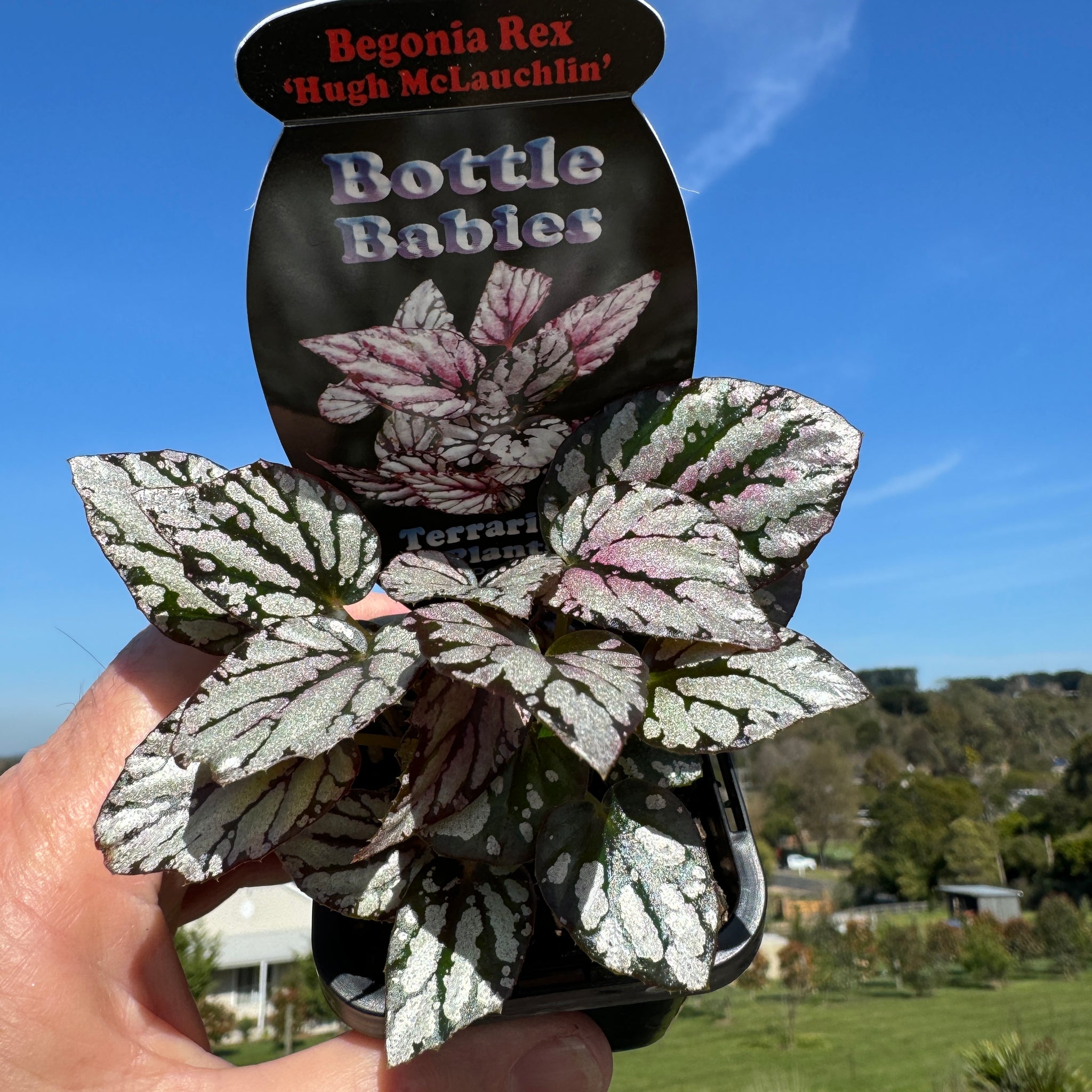 Begonia Rex 'Hugh Mc Laughlin'