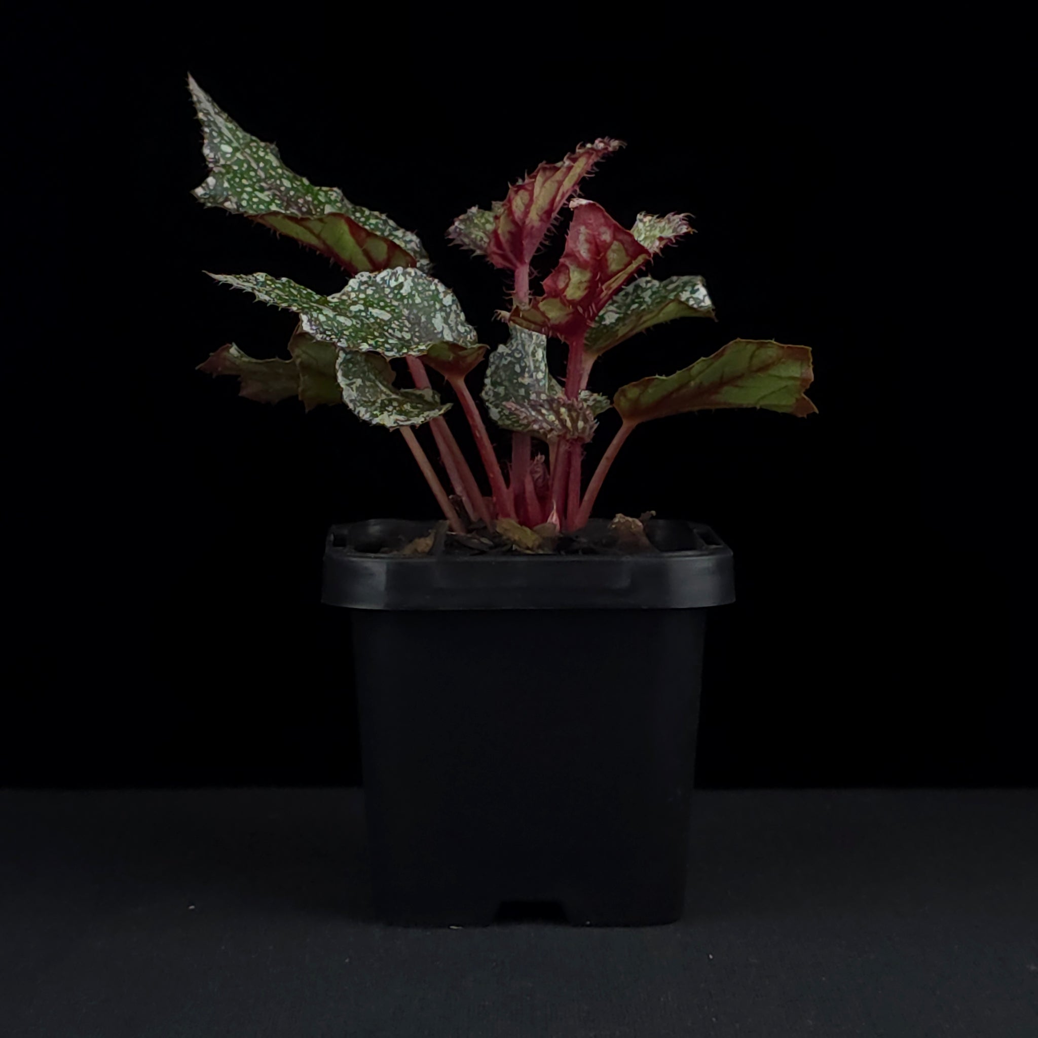 Begonia 'Speckles' (WA Prohibited)