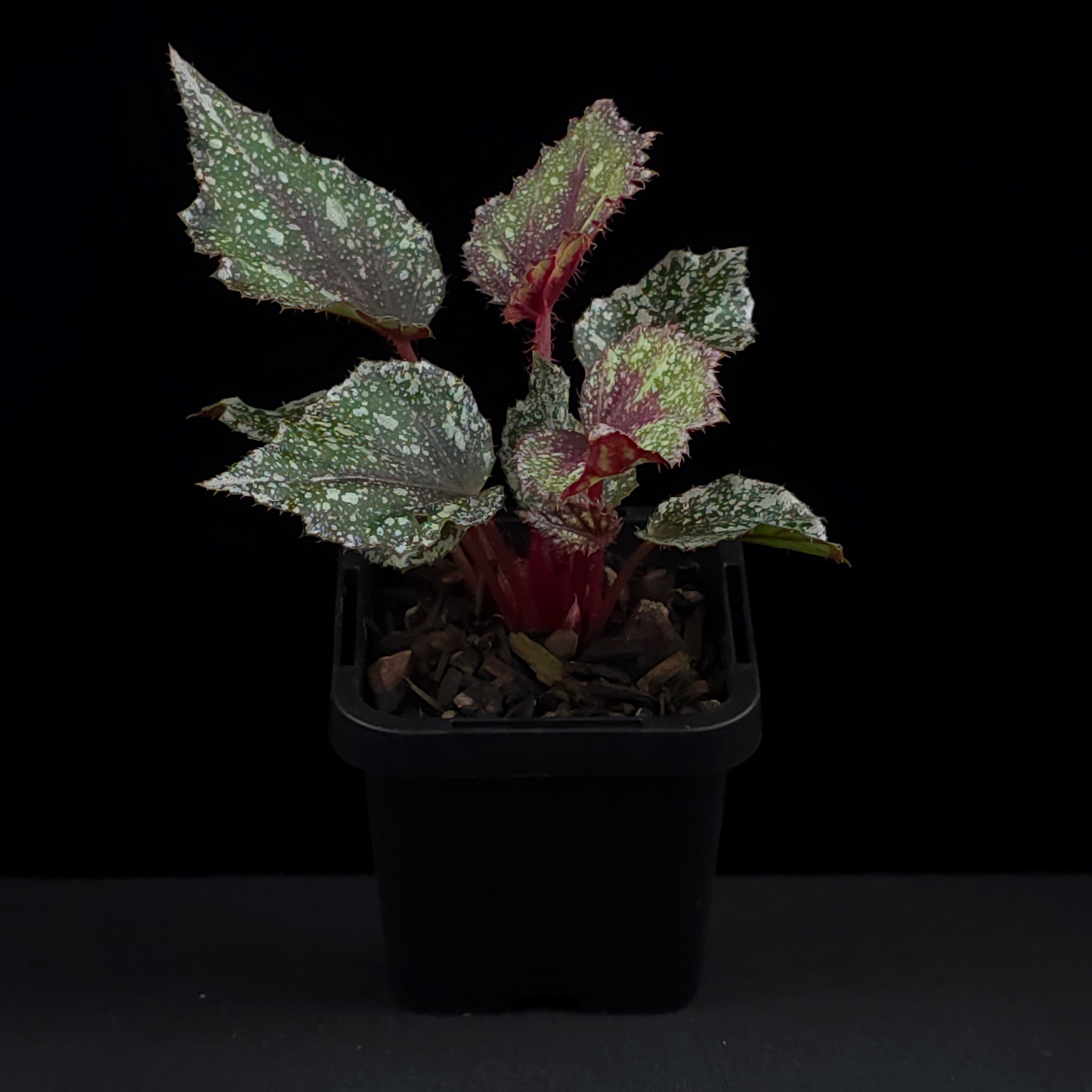 Begonia 'Speckles' (WA Prohibited)