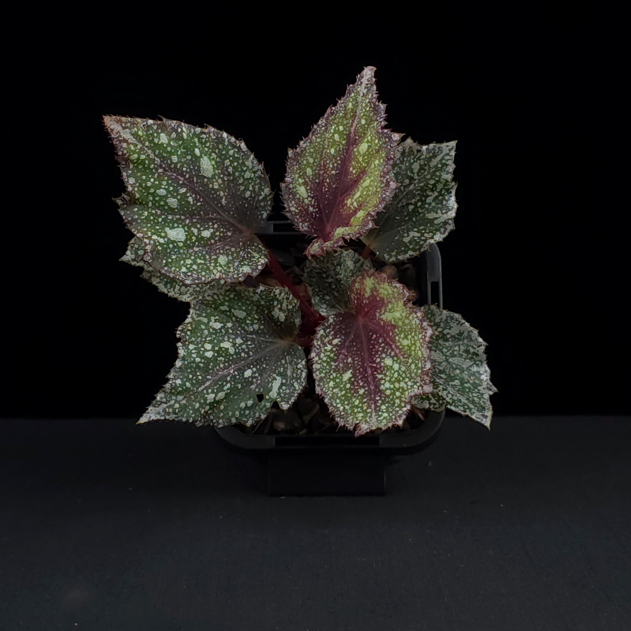 Begonia 'Speckles' (WA Prohibited)
