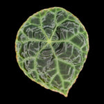 Begonia goegoensis – Rare Begonia (WA Prohibited)