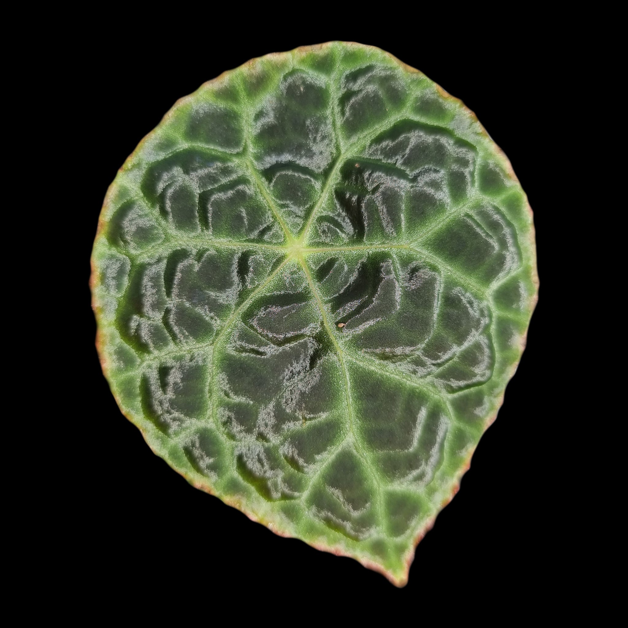 Begonia goegoensis – Rare Begonia (WA Prohibited)