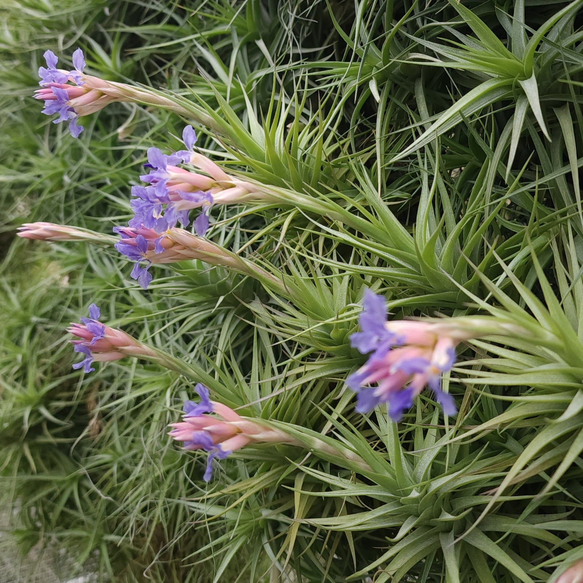 bergeri air plant Tillandsia bergeri – Collectors Online