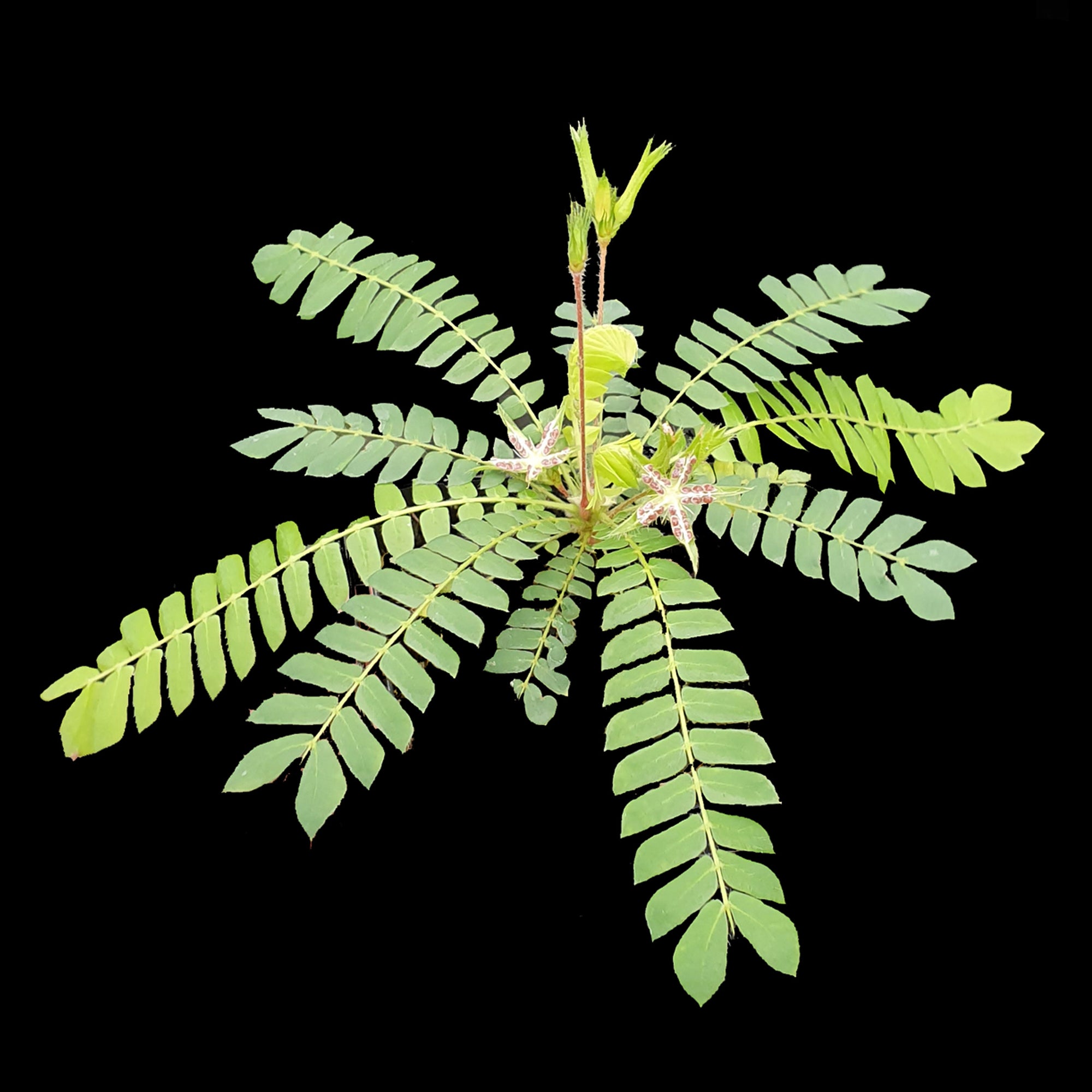 Biophytum sensitivum (WA Prohibited)