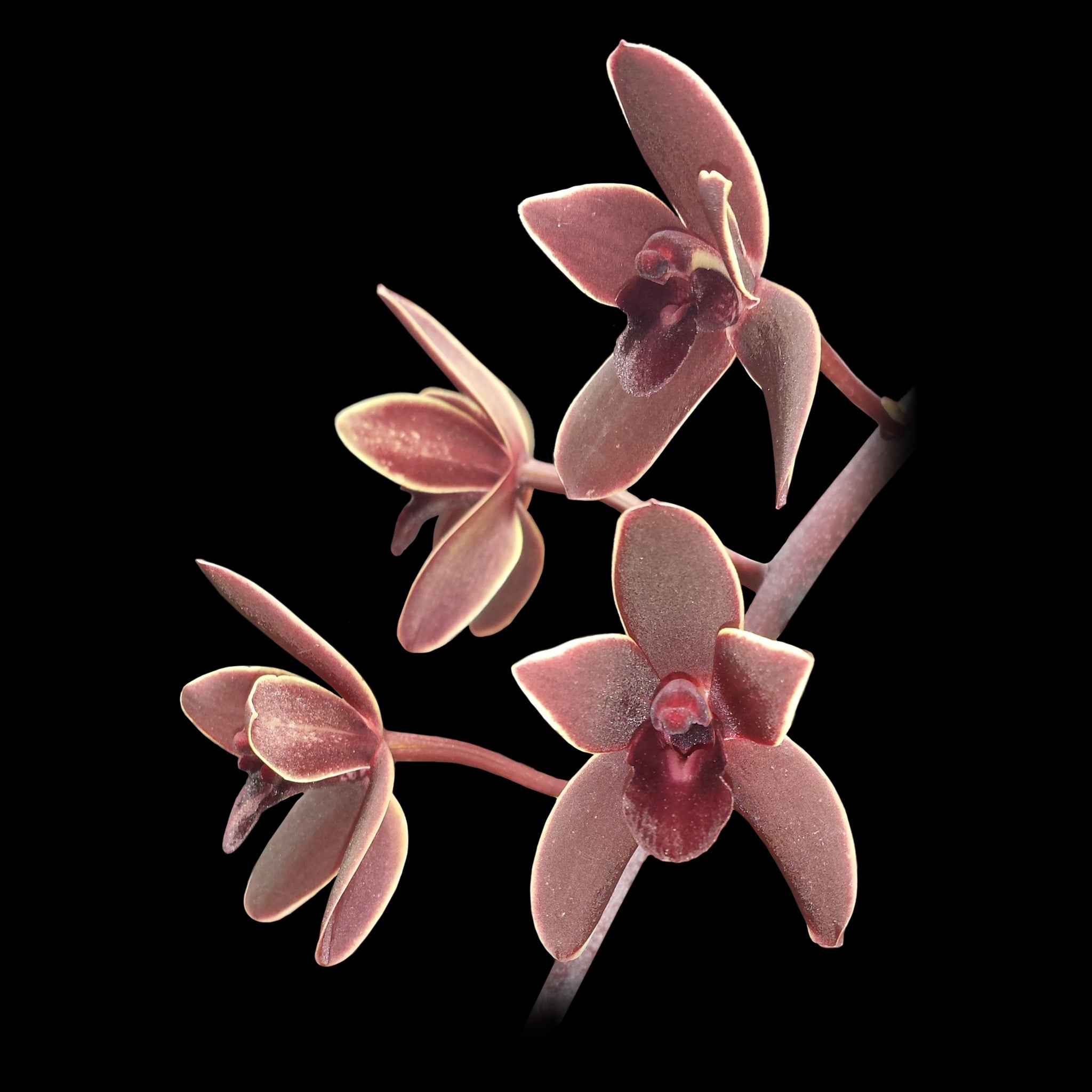 Cymbidium Black Stump 'Come in Spinner'