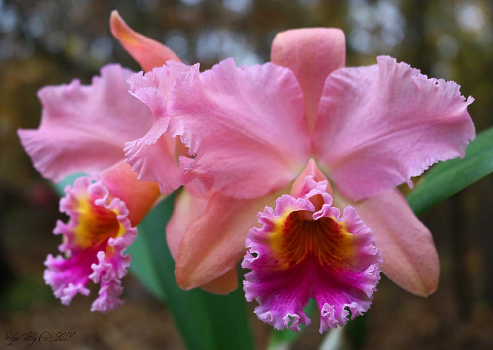 Cattleya Allience  Rlc George King 'Serenity'