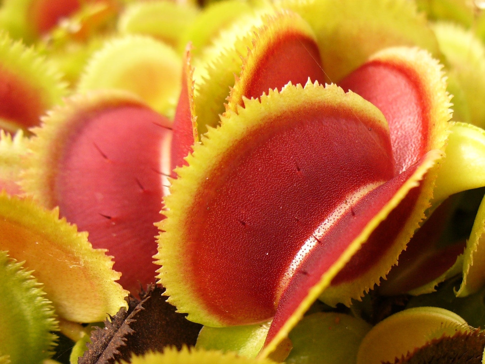 Venus Fly Trap 'Bristle Tooth' Dionaea muscipula