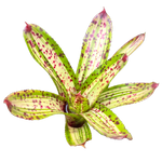Neoregelia 'Chrissy'