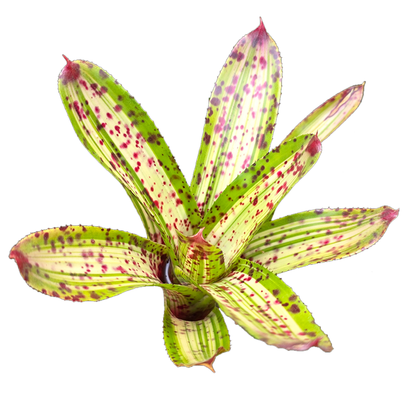 Neoregelia 'Chrissy' Bare rooted cuttings