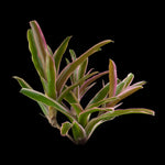 Neoregelia Fireball 'Lyda's Pride'