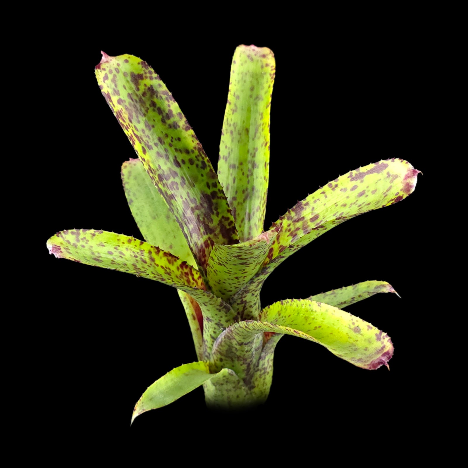 Neoregelia Tiny Tot ‘Green Red Spotted’ Mini Hybrid Bromeliad