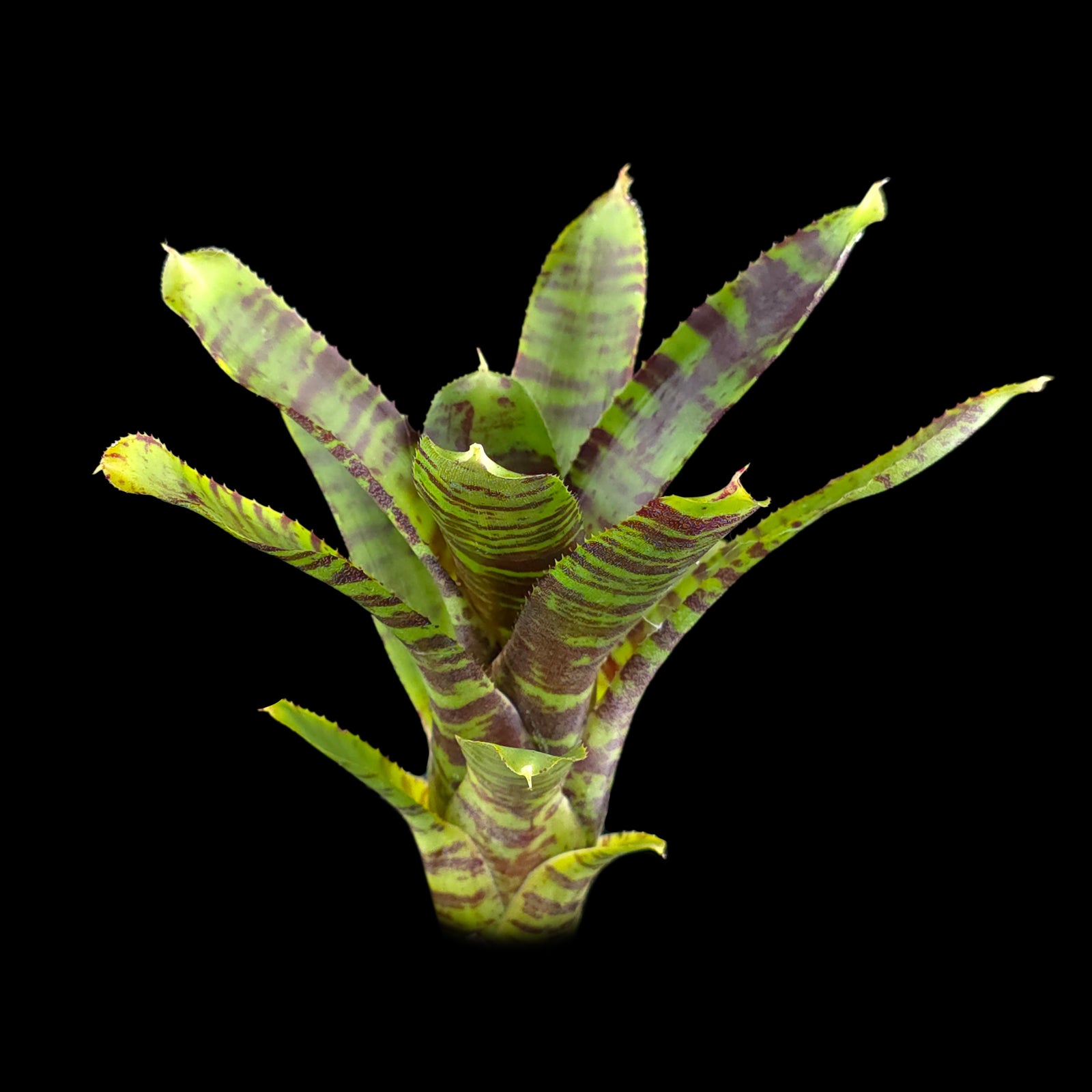 Neoregelia Tiny Tot 'Green Red Striped' Mini Hybrid Bromeliad