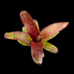 Neoregelia Mini Hybrid Red Bromeliad Tiny Tot
